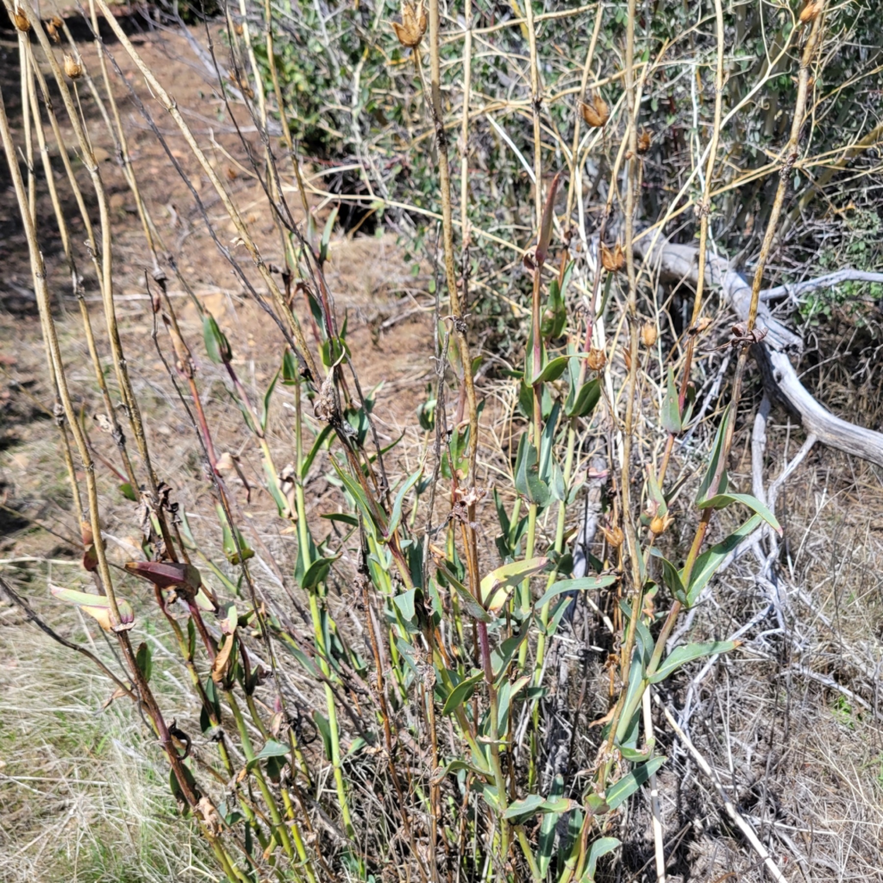Scarlet Bugler — photo 5