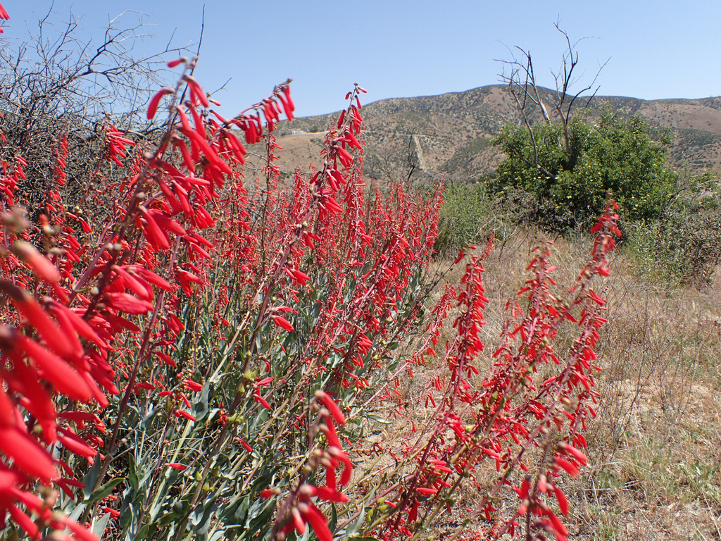 Scarlet Bugler — photo 19