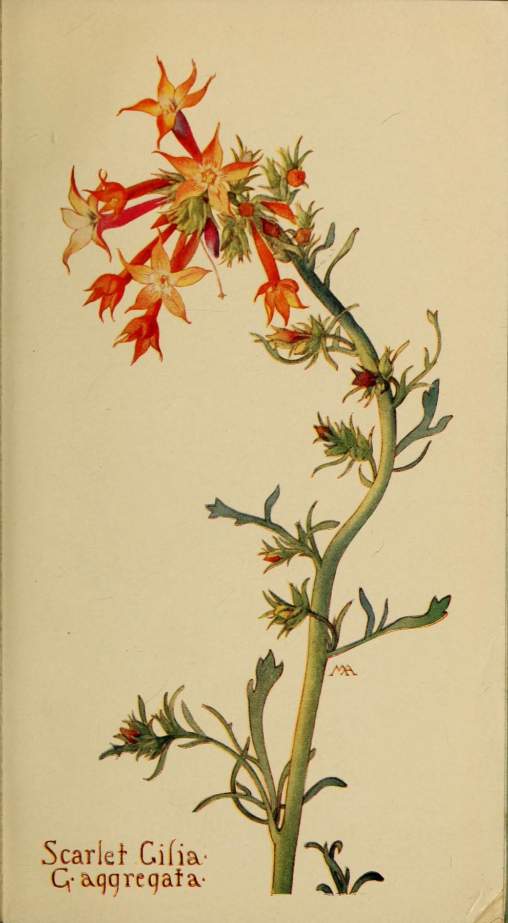 Scarlet Gilia — photo 6