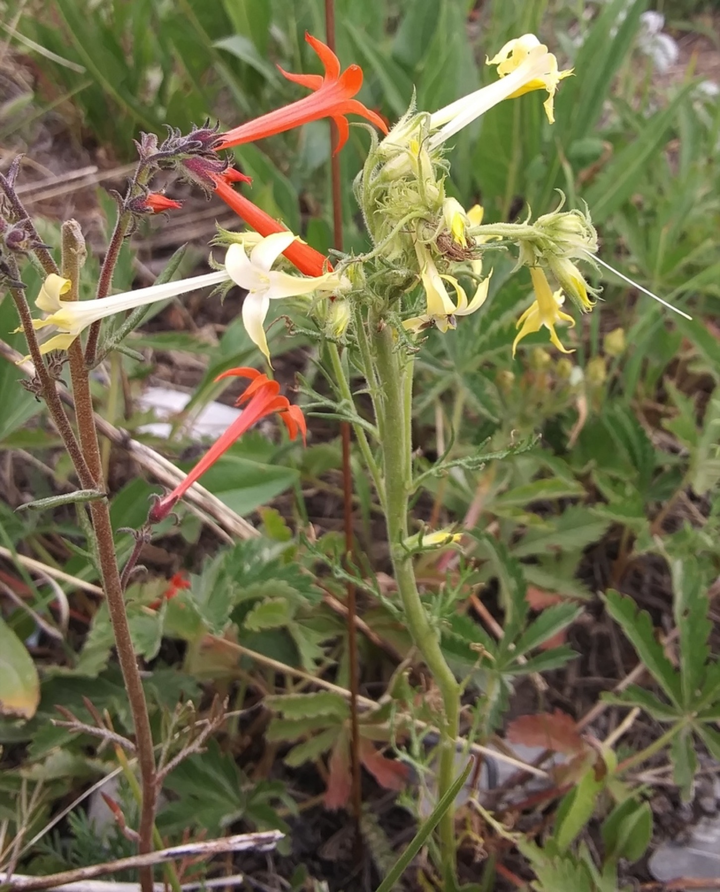Scarlet Gilia — photo 7