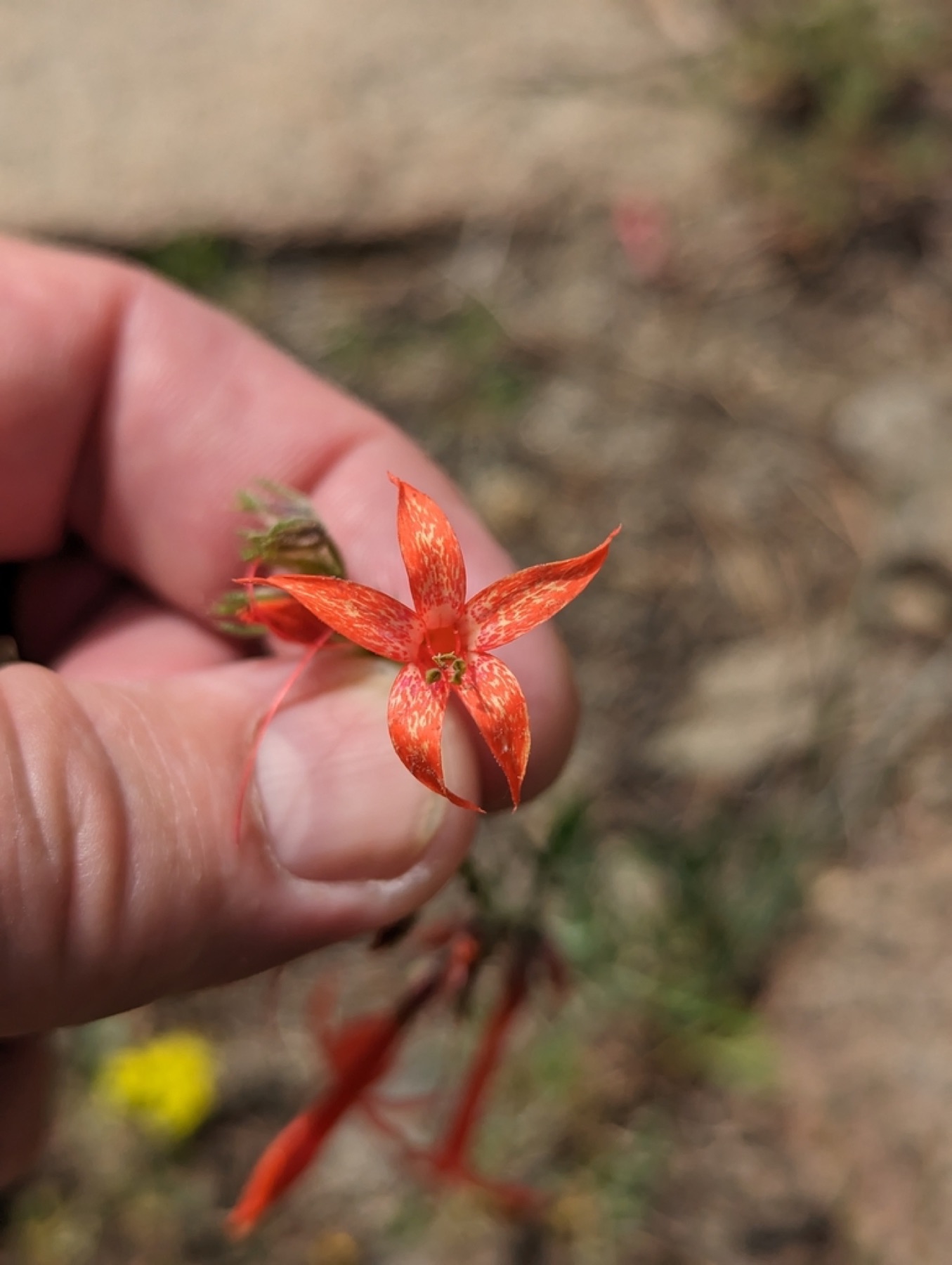 Scarlet Gilia — photo 8