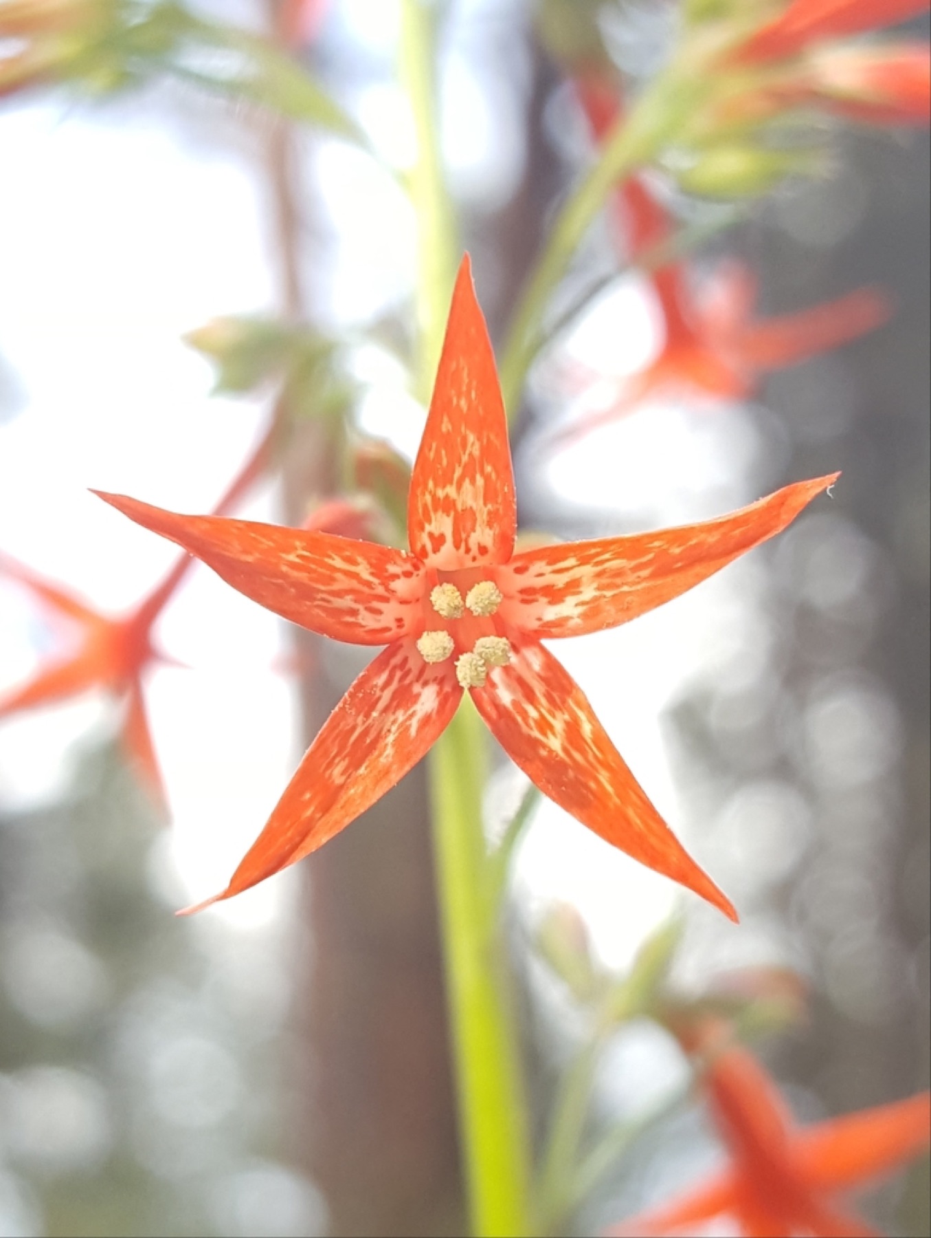 Scarlet Gilia — photo 9