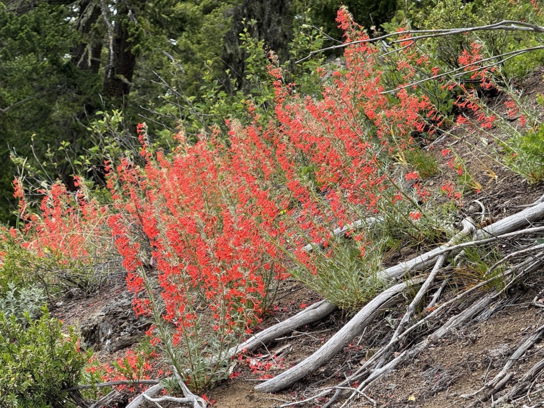 Scarlet Gilia — photo 10
