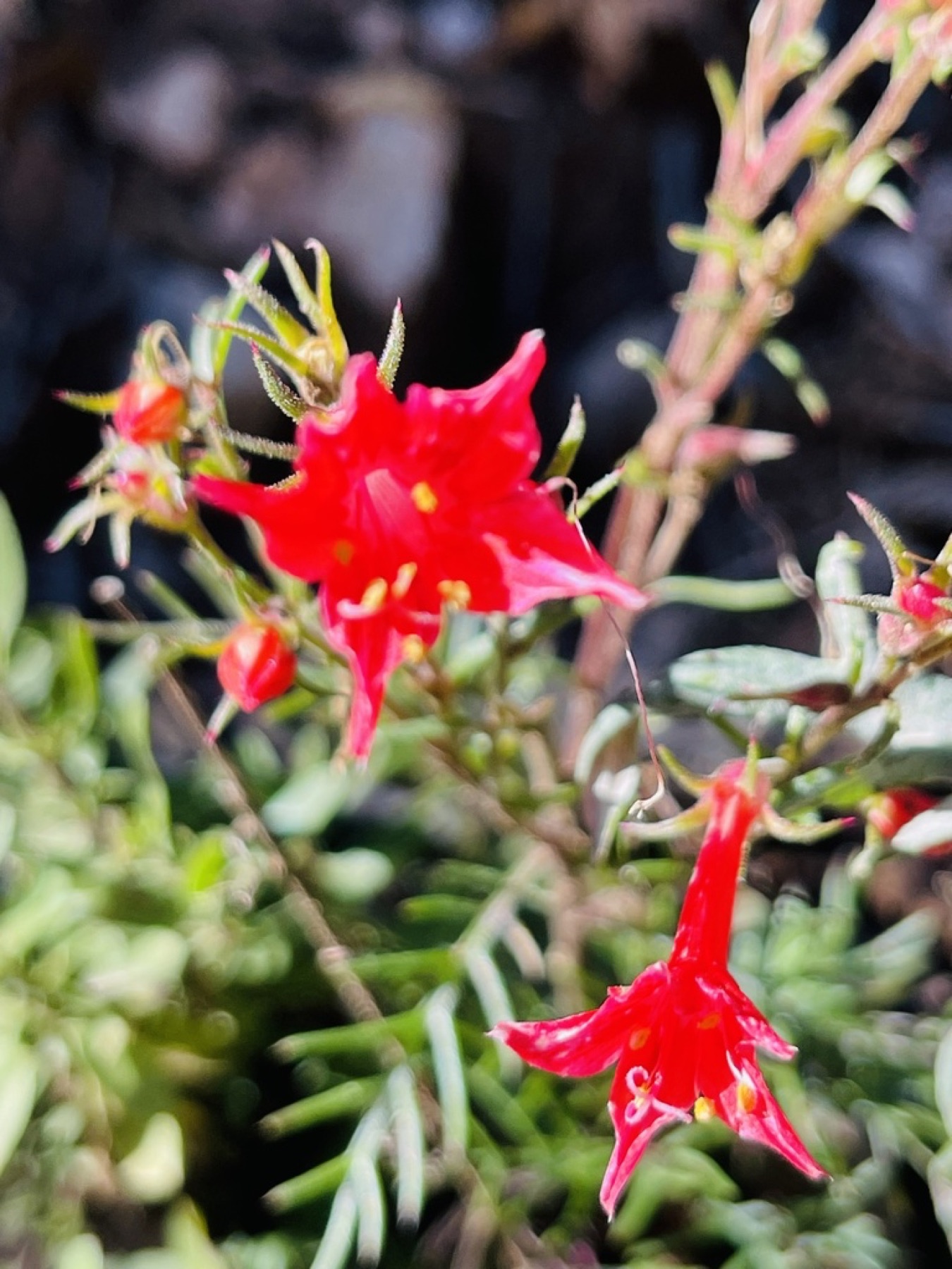 Scarlet Gilia — photo 11