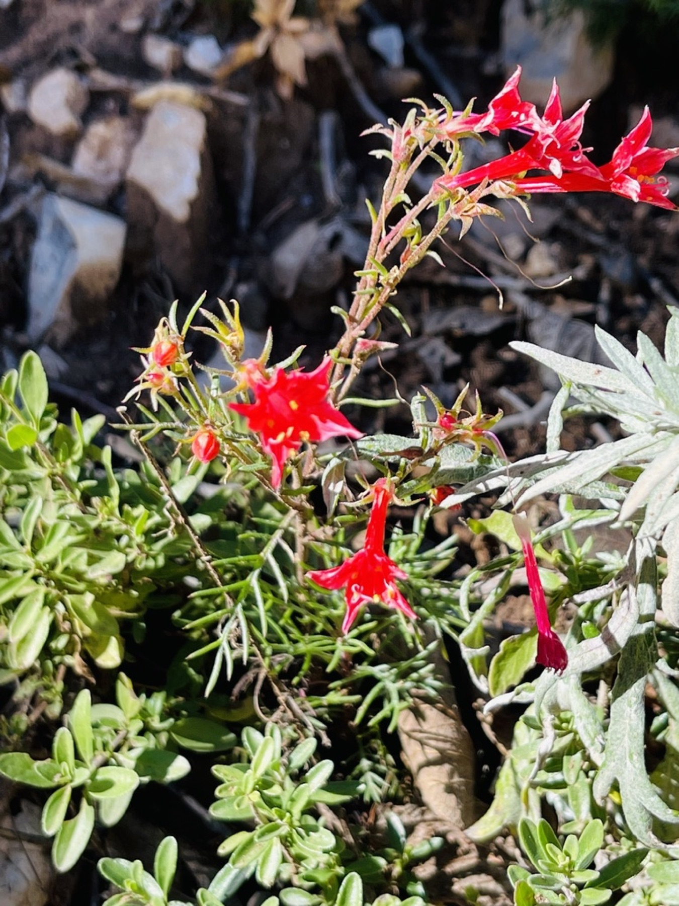 Scarlet Gilia — photo 12