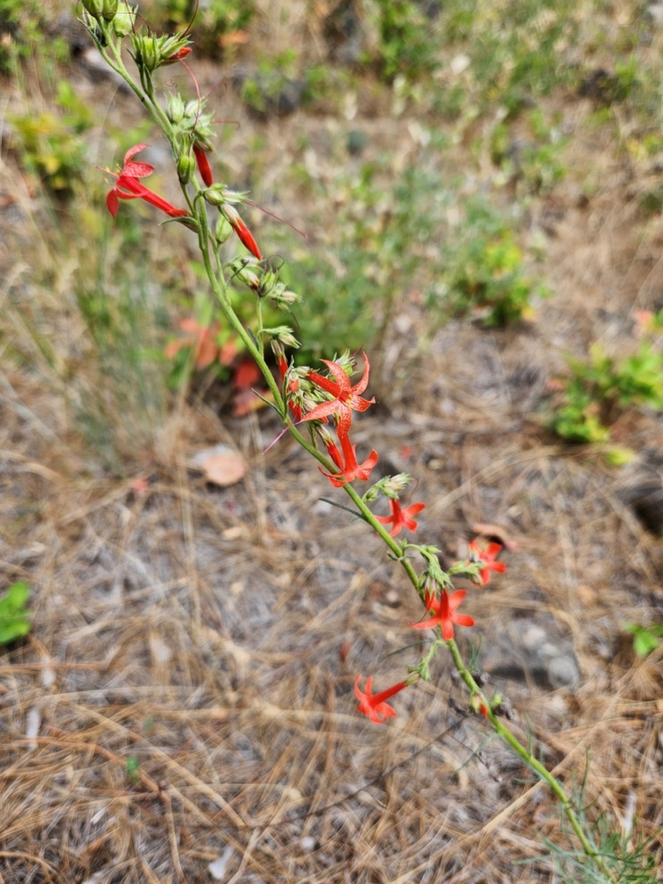 Scarlet Gilia — photo 13