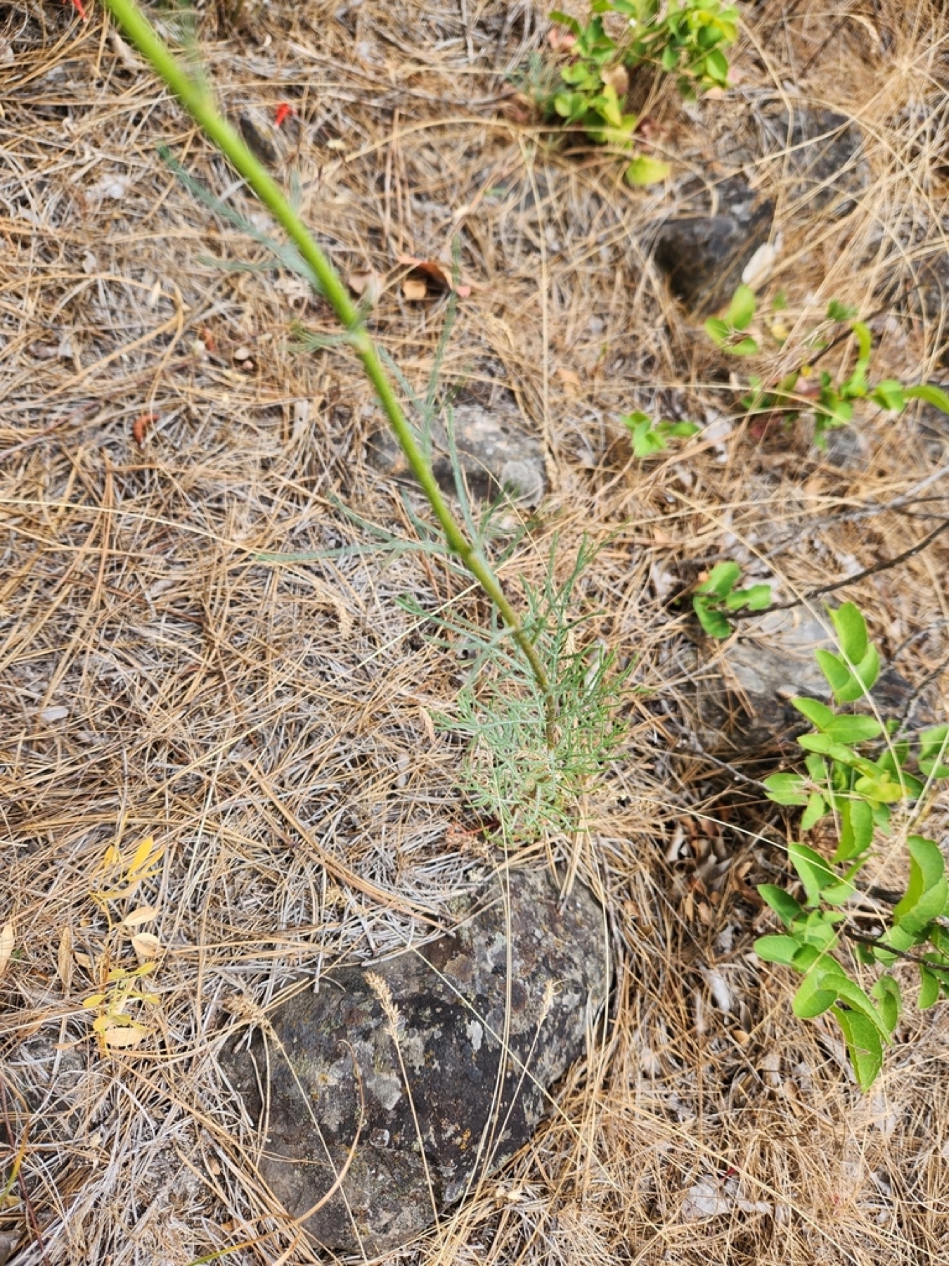 Scarlet Gilia — photo 14