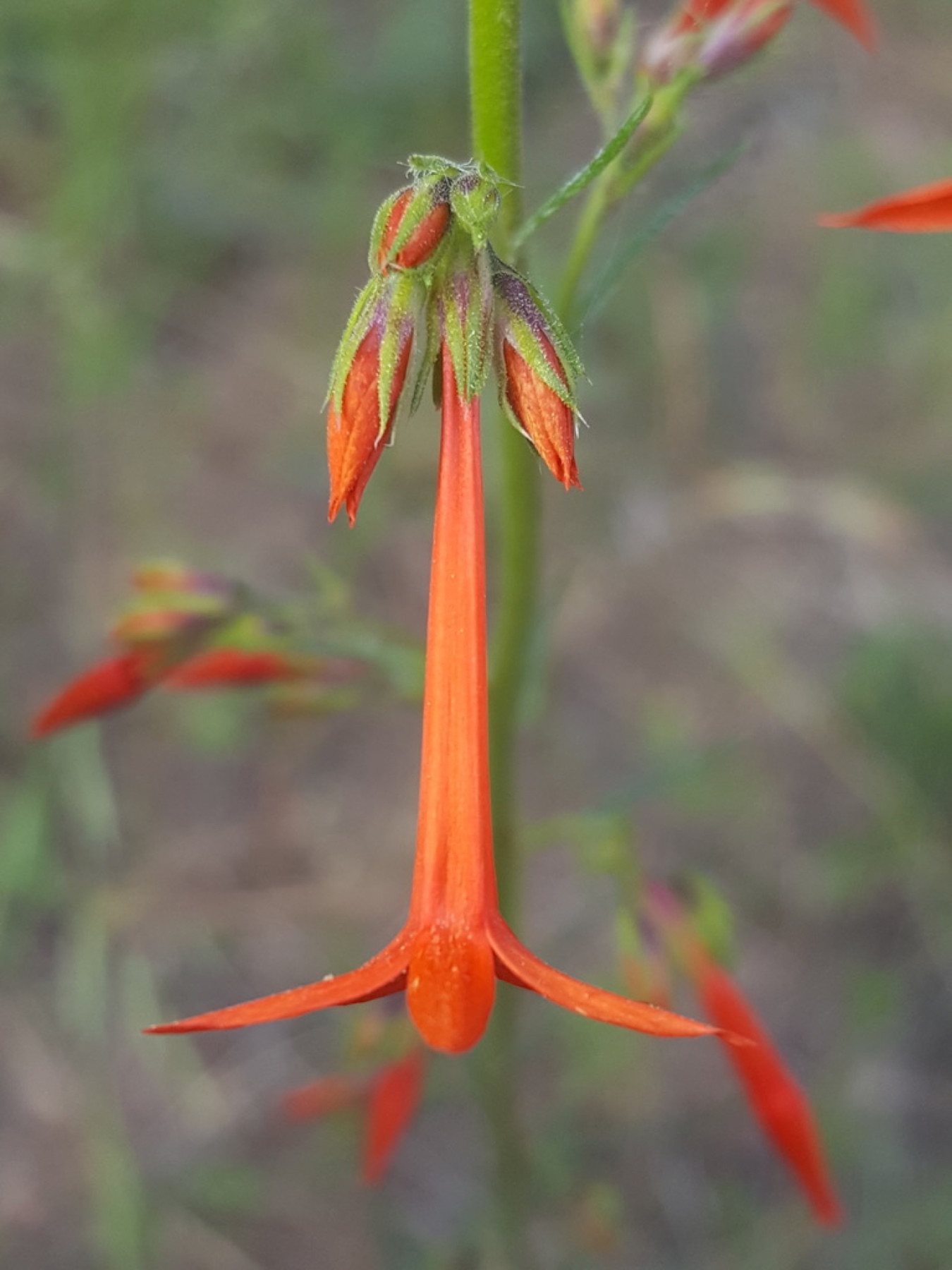 Scarlet Gilia — photo 15