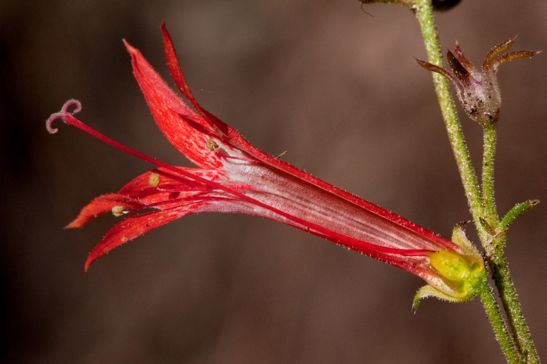 Scarlet Gilia — photo 16