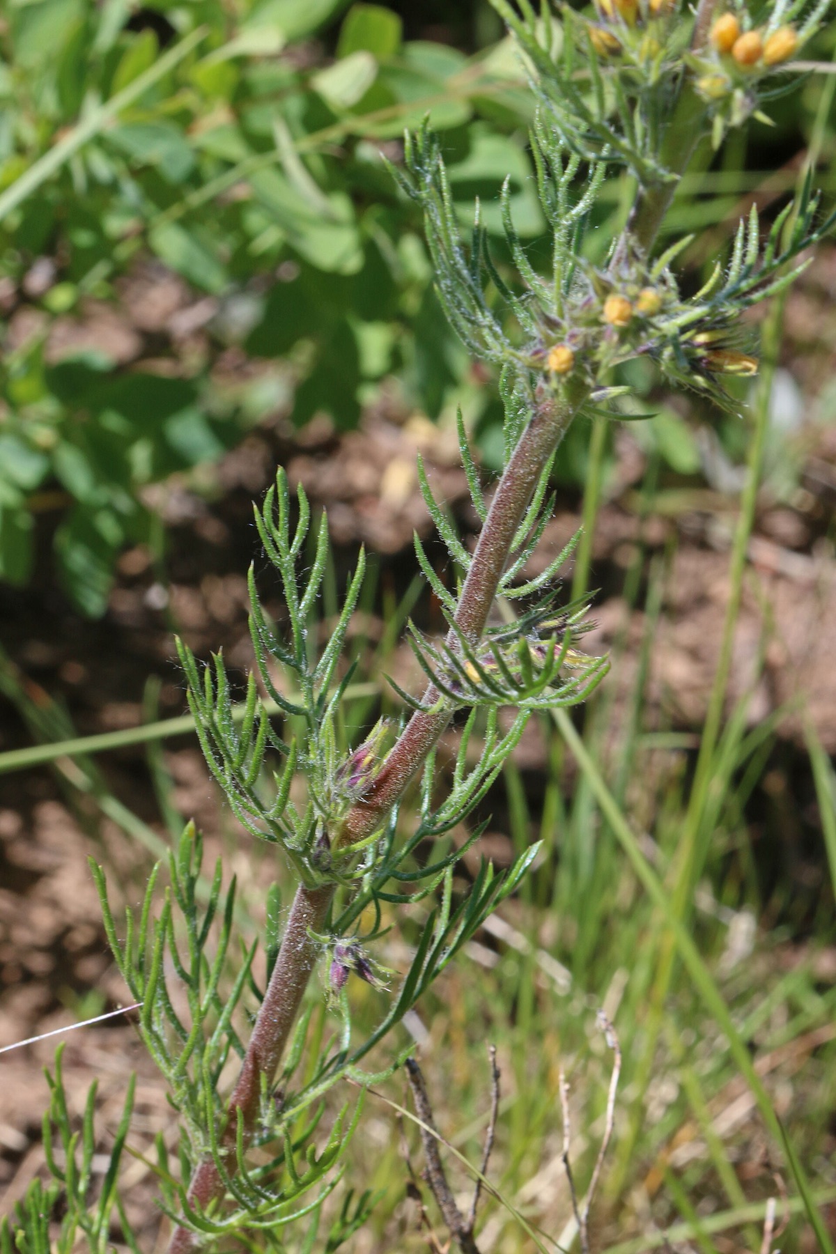 Scarlet Gilia — photo 17