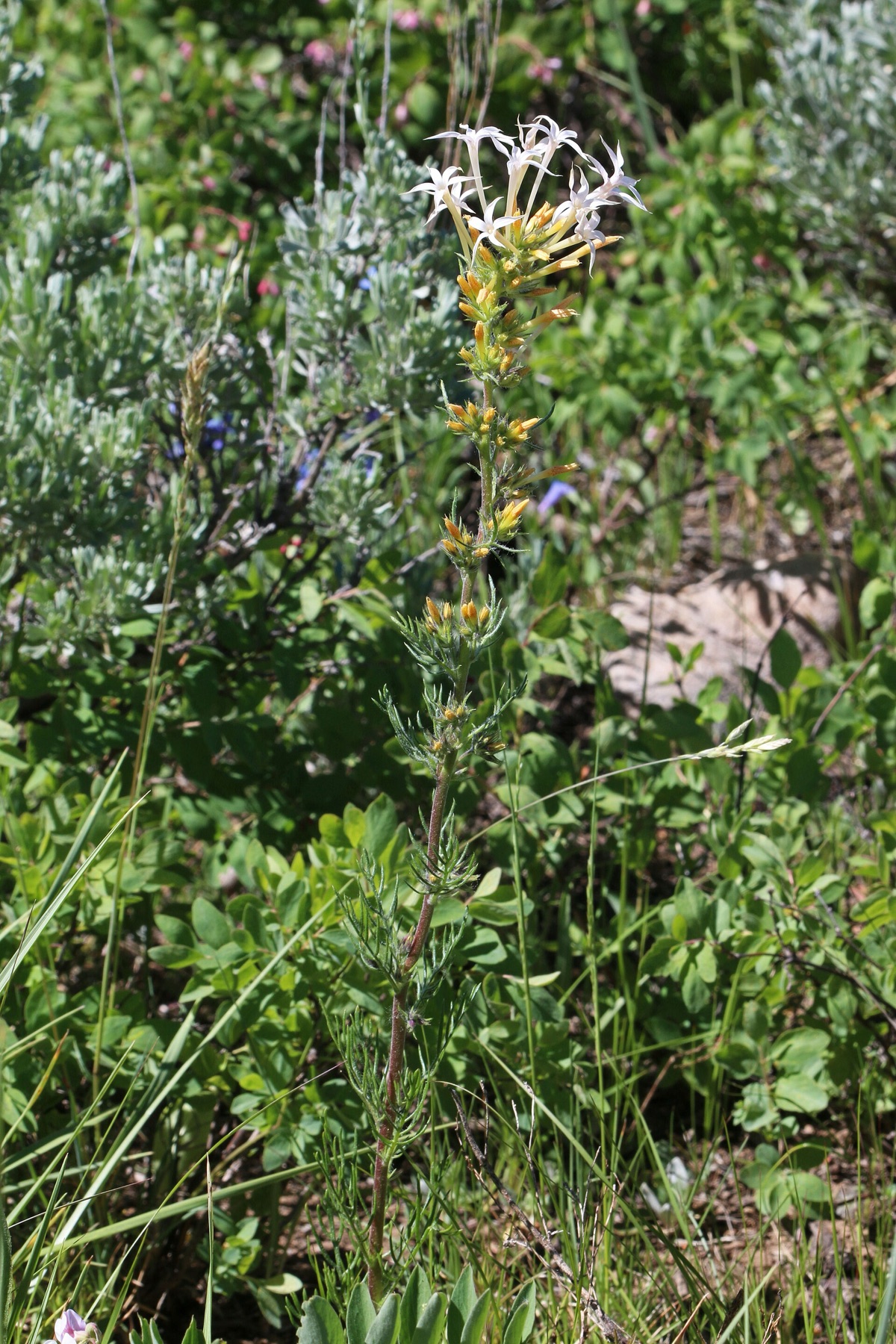 Scarlet Gilia — photo 18
