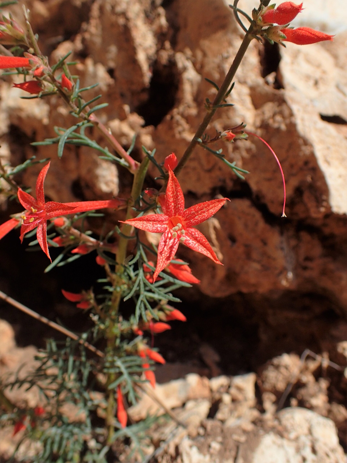 Scarlet Gilia — photo 19