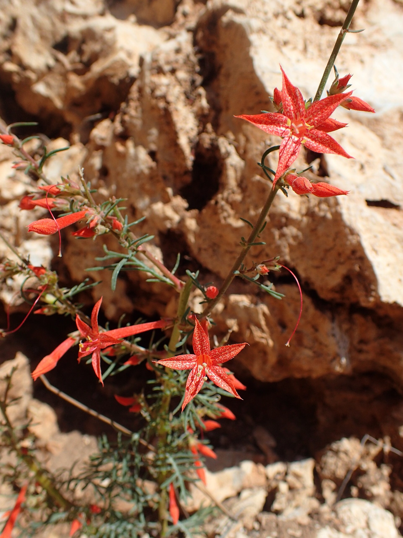 Scarlet Gilia — photo 20
