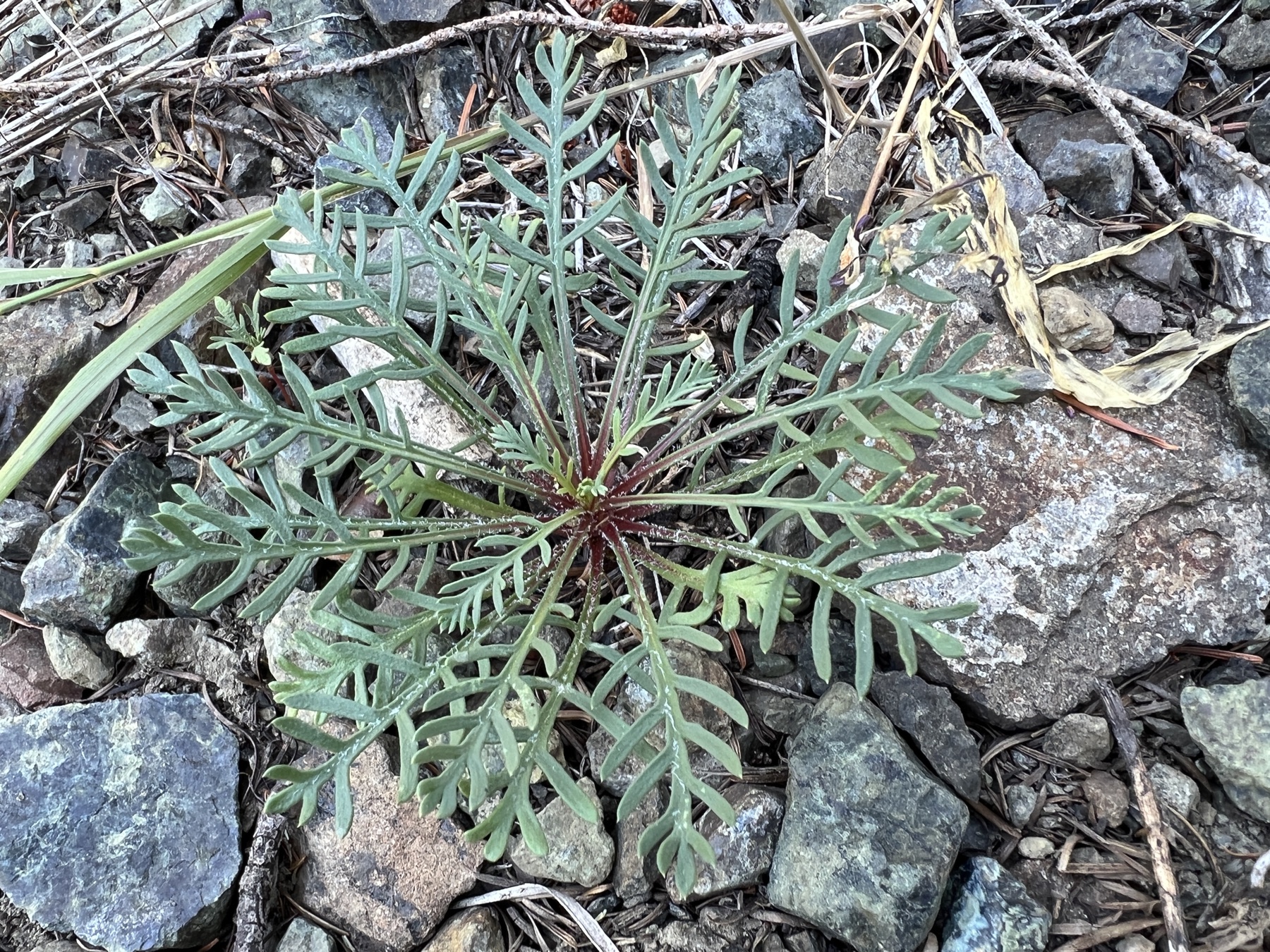 Scarlet Gilia — photo 22