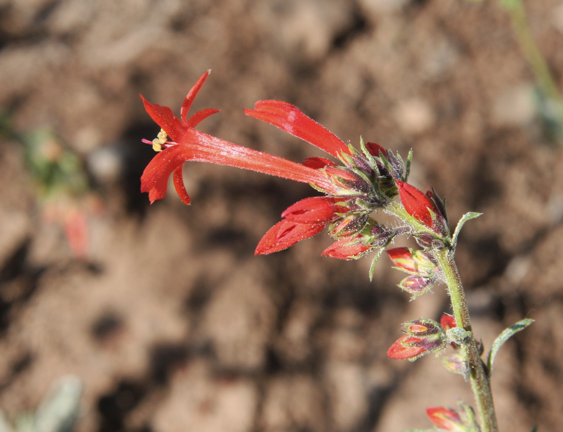 Scarlet Gilia — photo 23