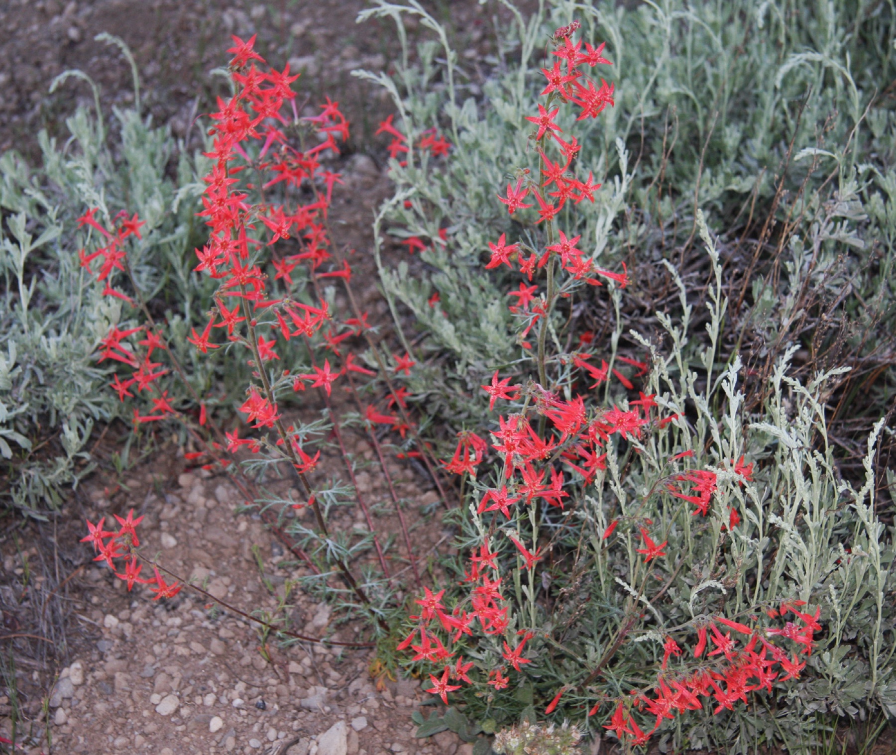Scarlet Gilia — photo 24