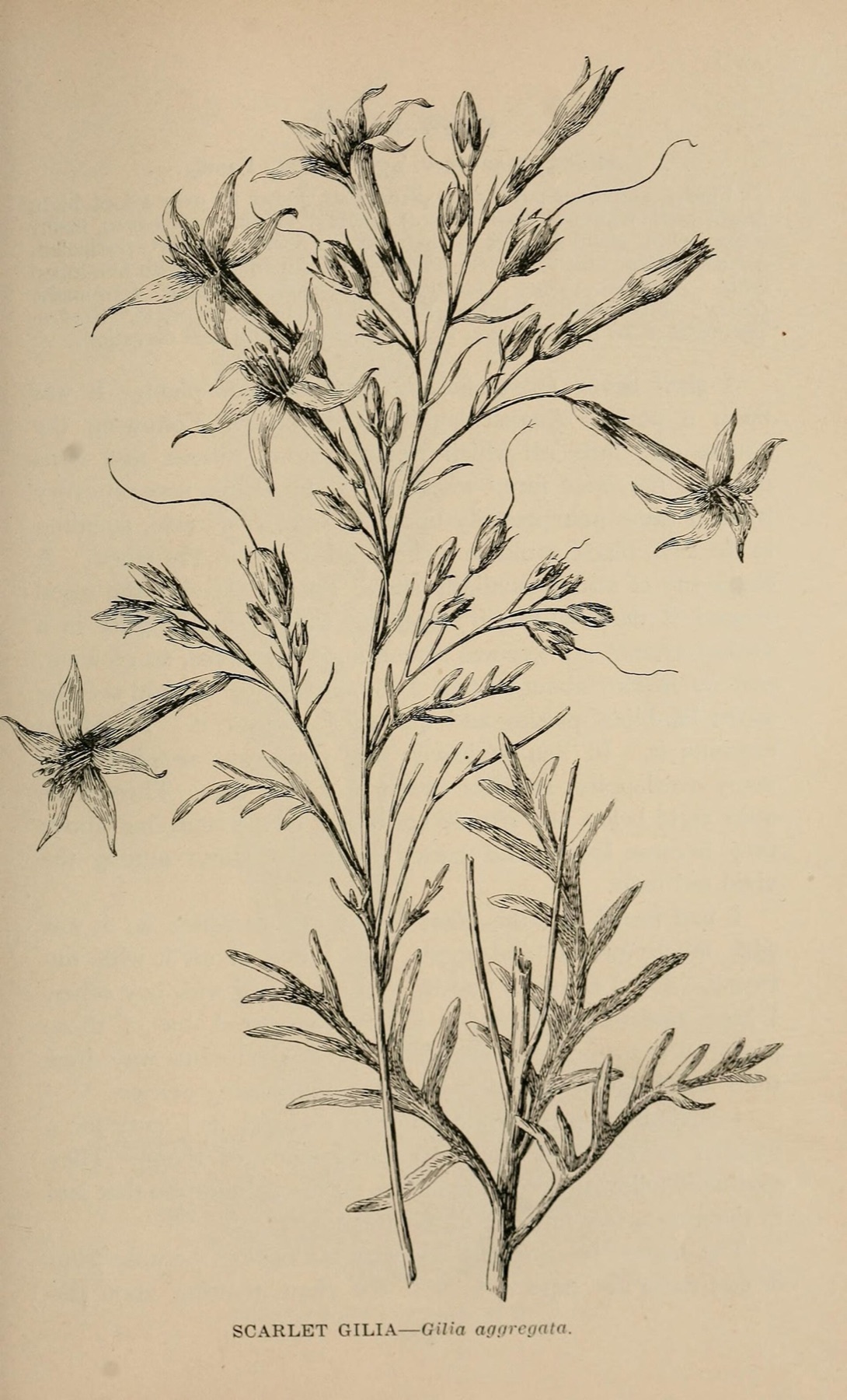 Scarlet Gilia