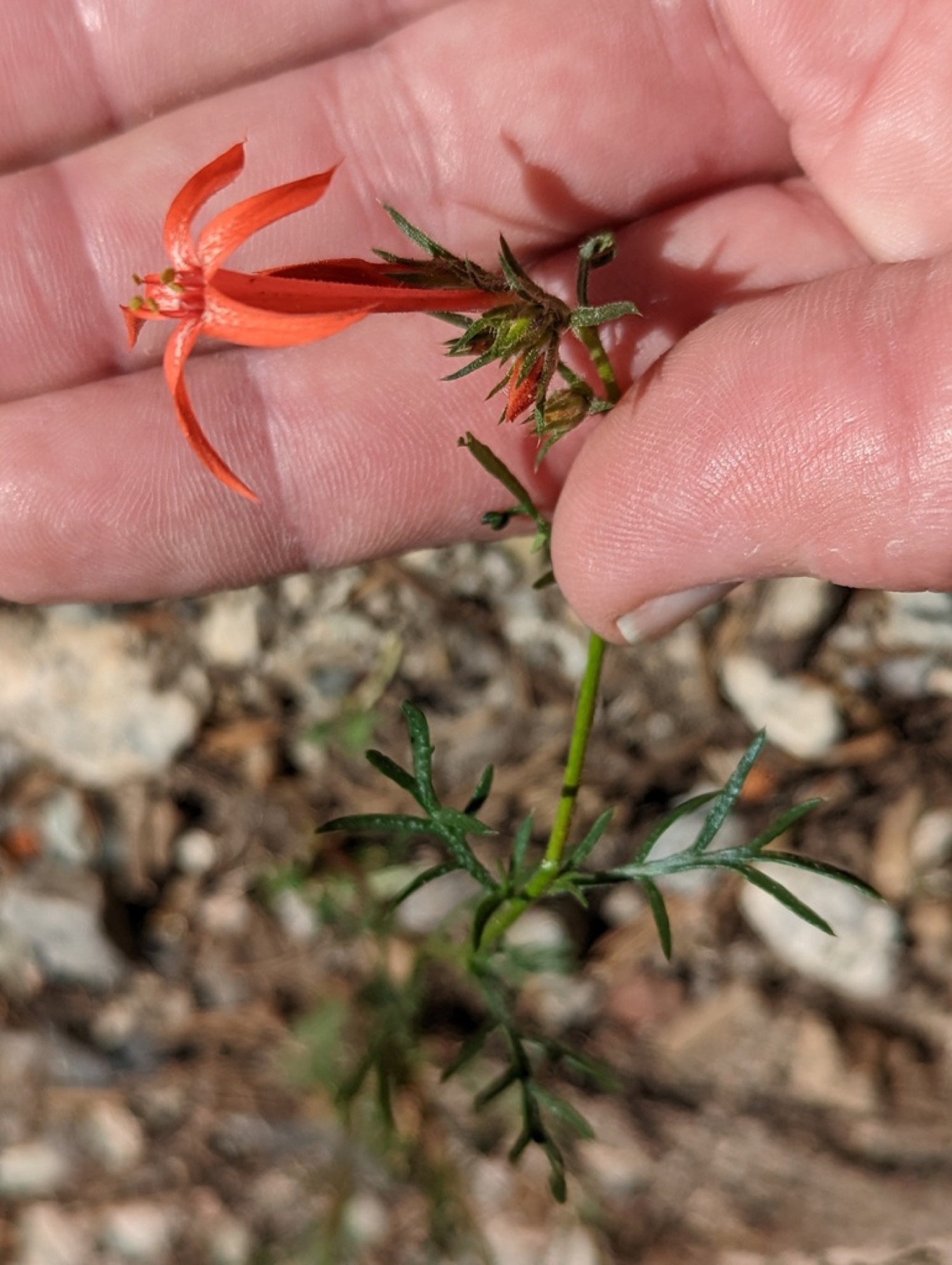 Scarlet Gilia — photo 2