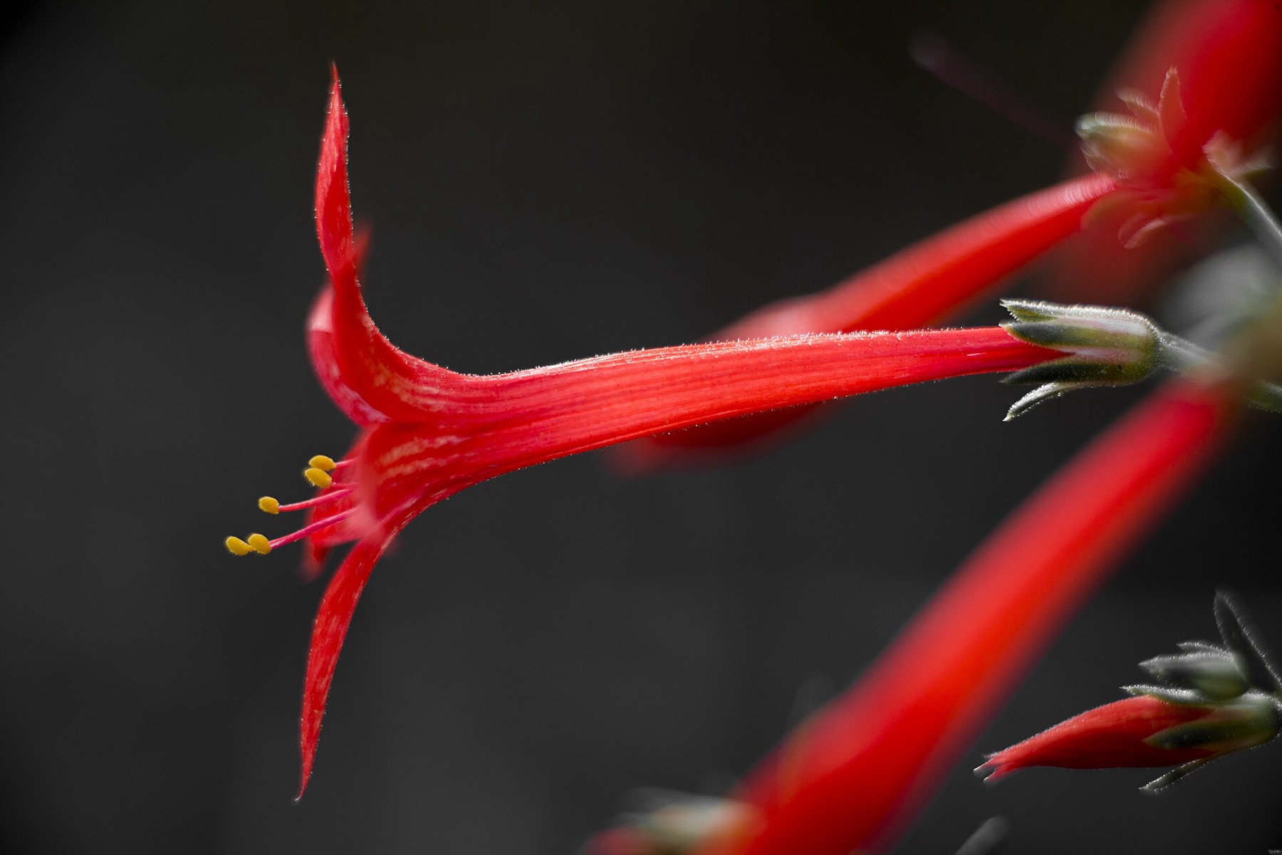 Scarlet Gilia — photo 3