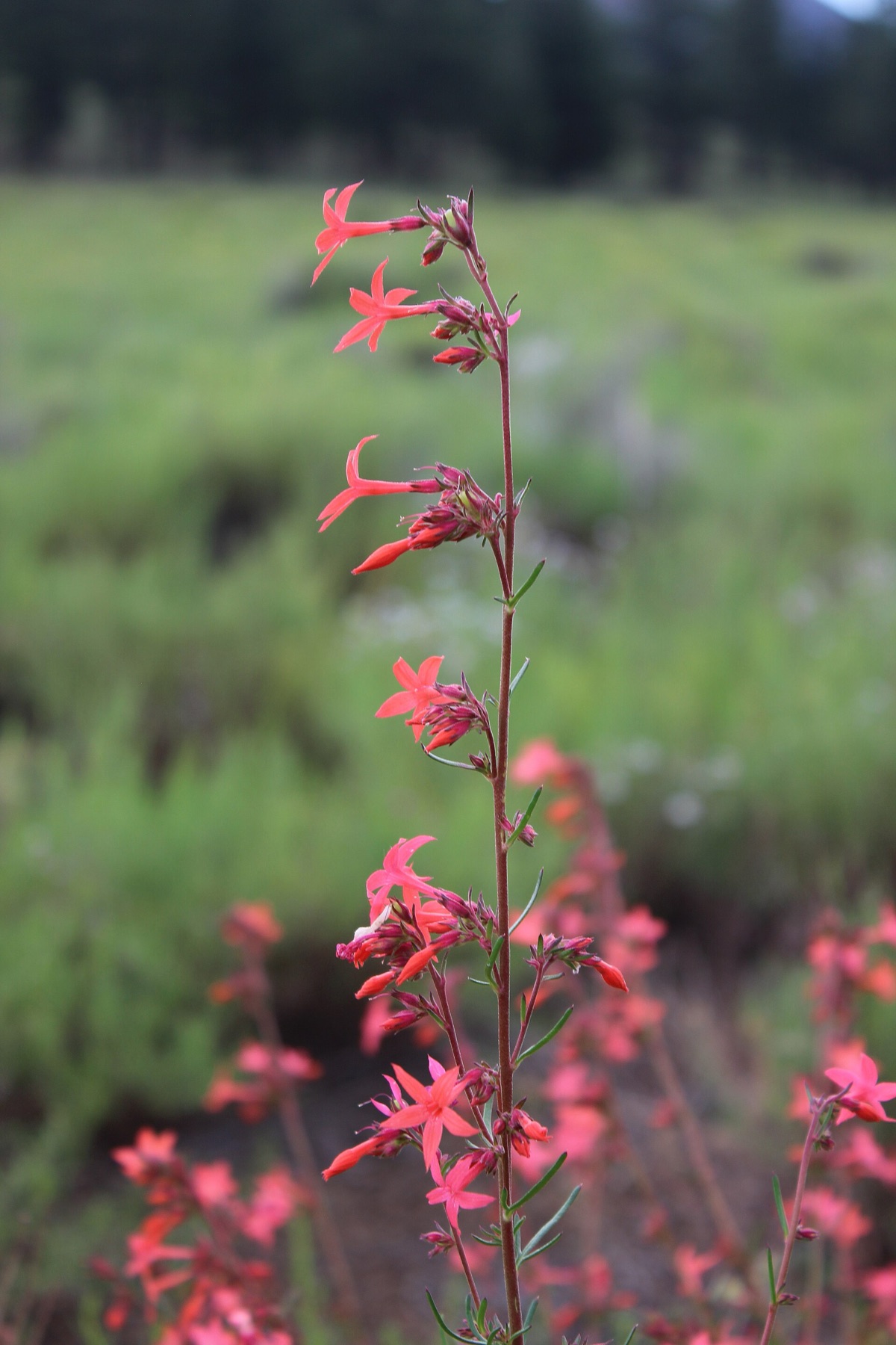 Scarlet Gilia — photo 4