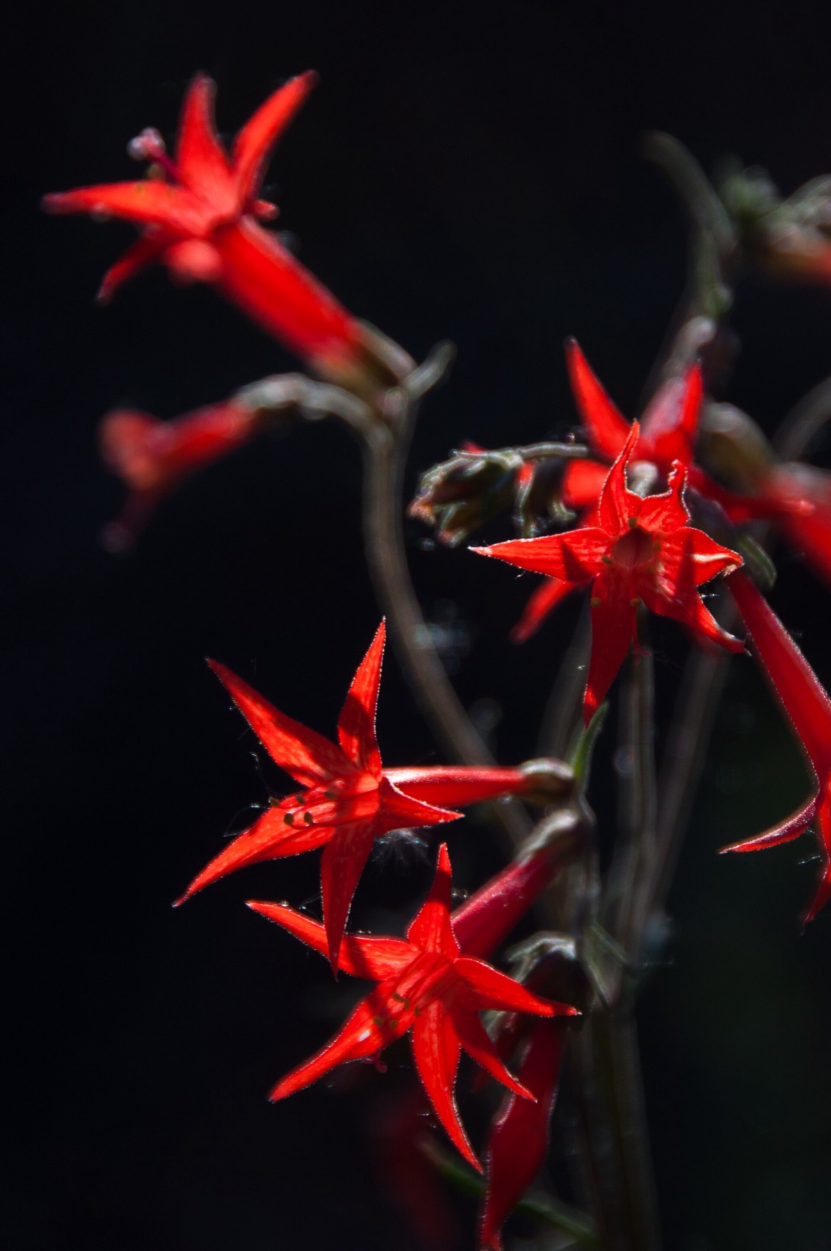 Scarlet Gilia — photo 5