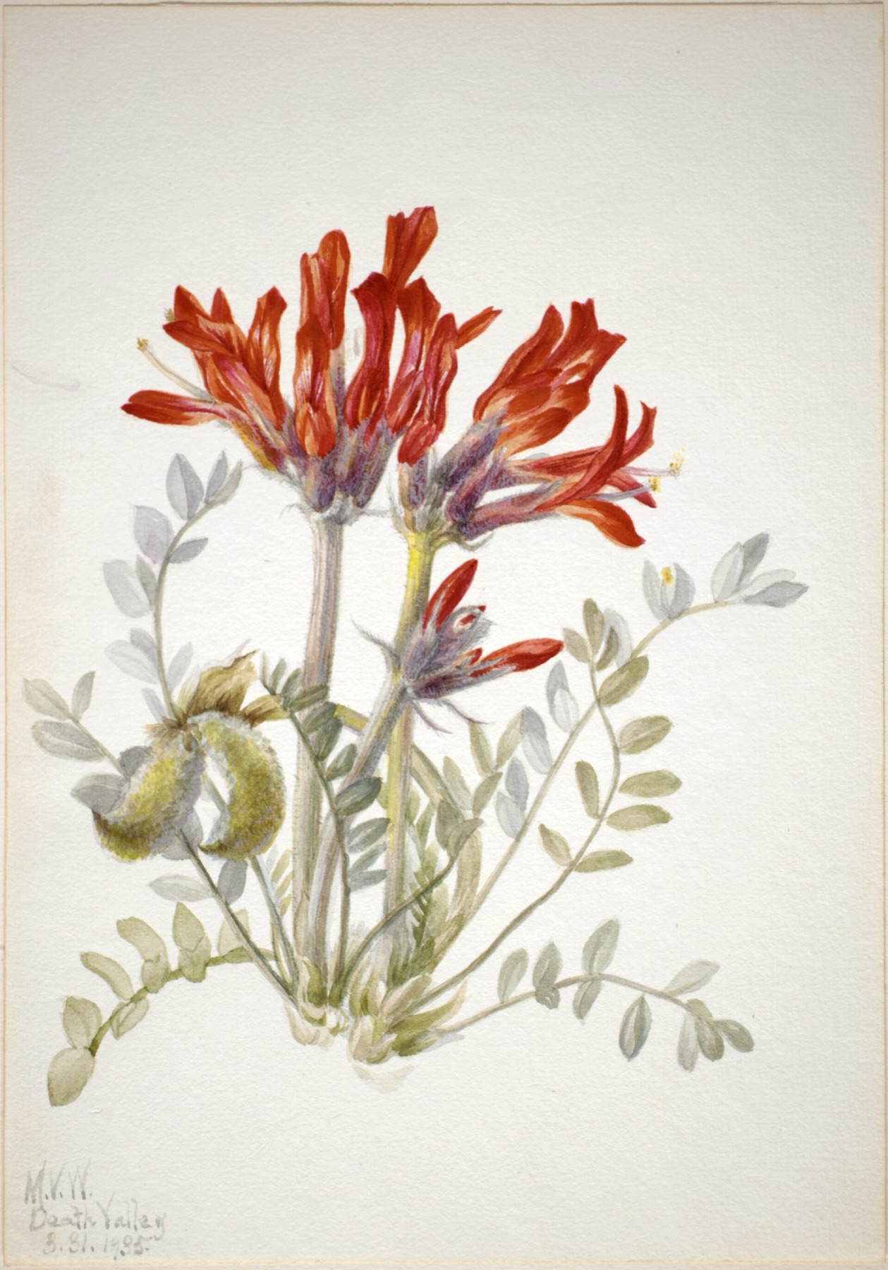 Scarlet Milkvetch — photo 6