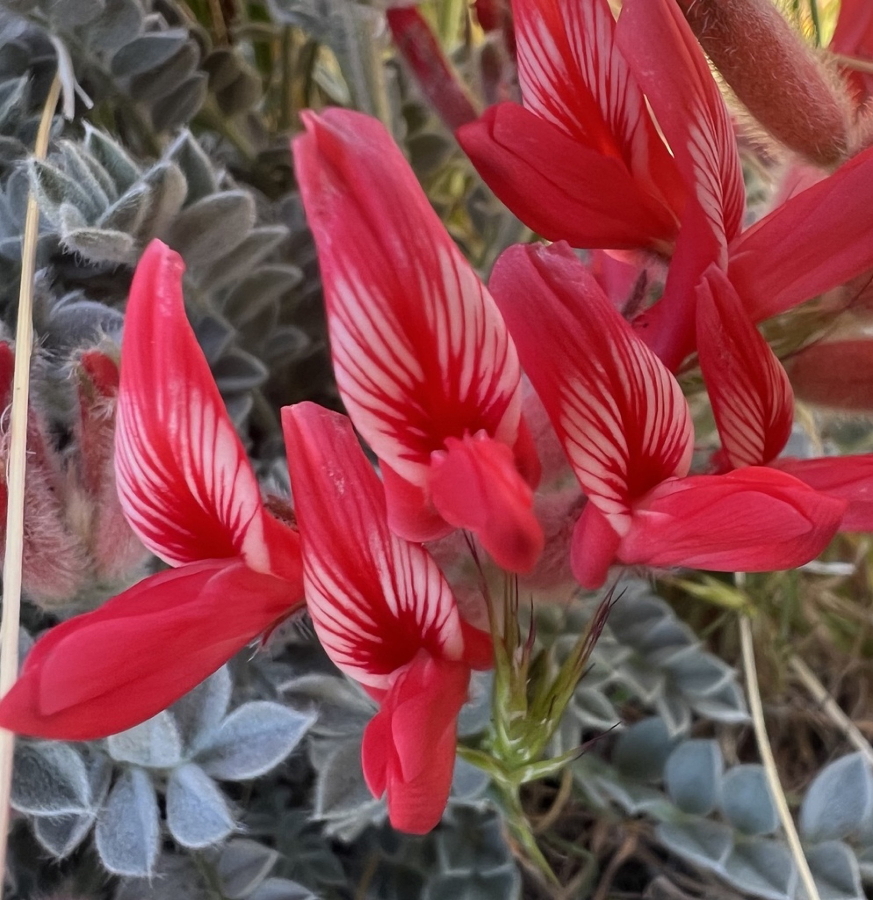 Scarlet Milkvetch — photo 8