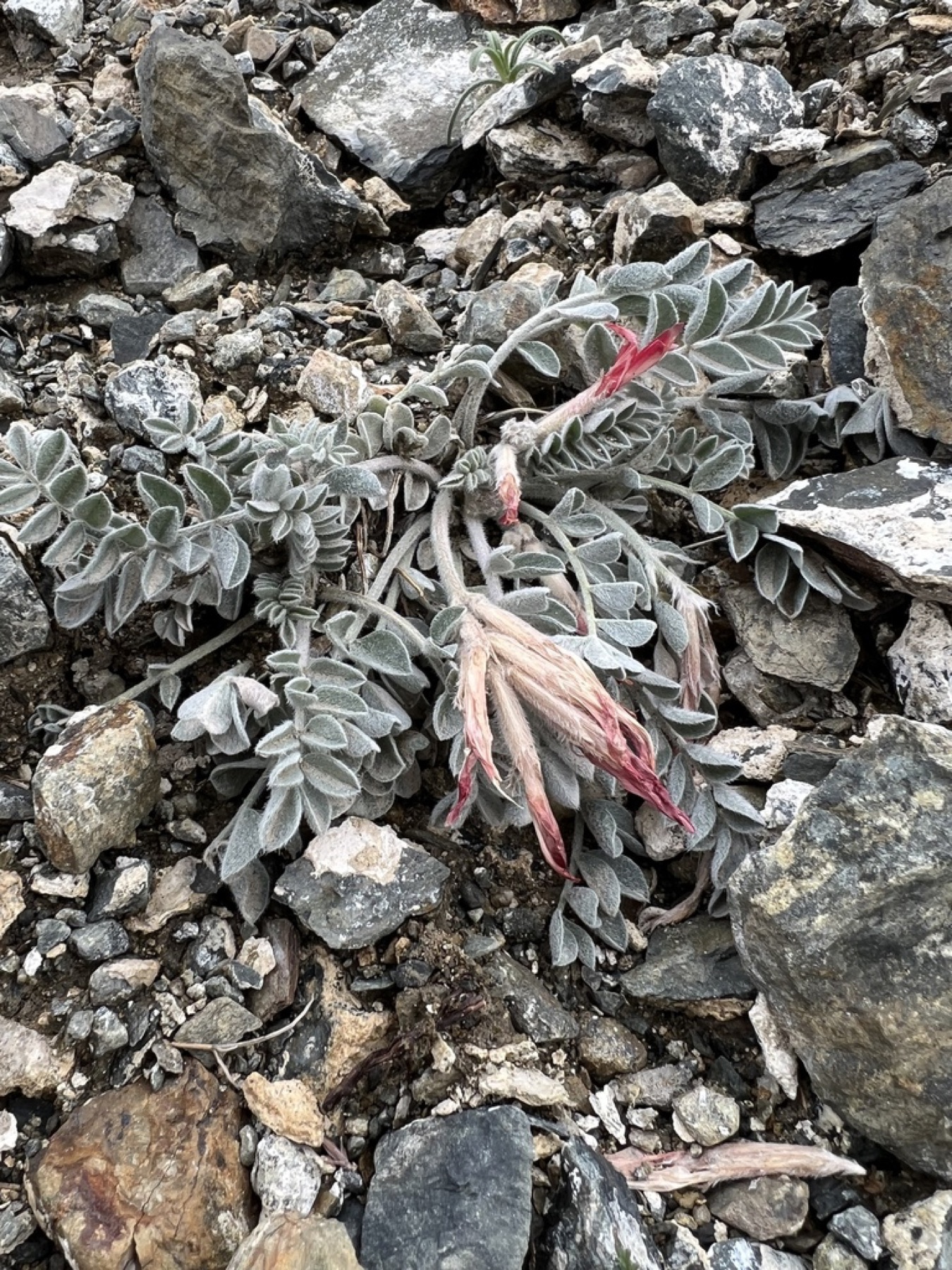 Scarlet Milkvetch — photo 9