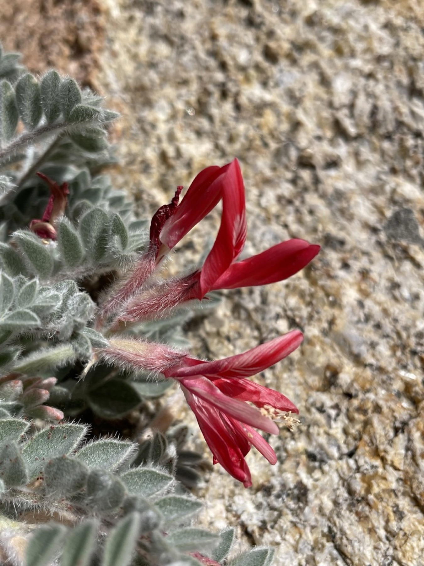Scarlet Milkvetch — photo 10
