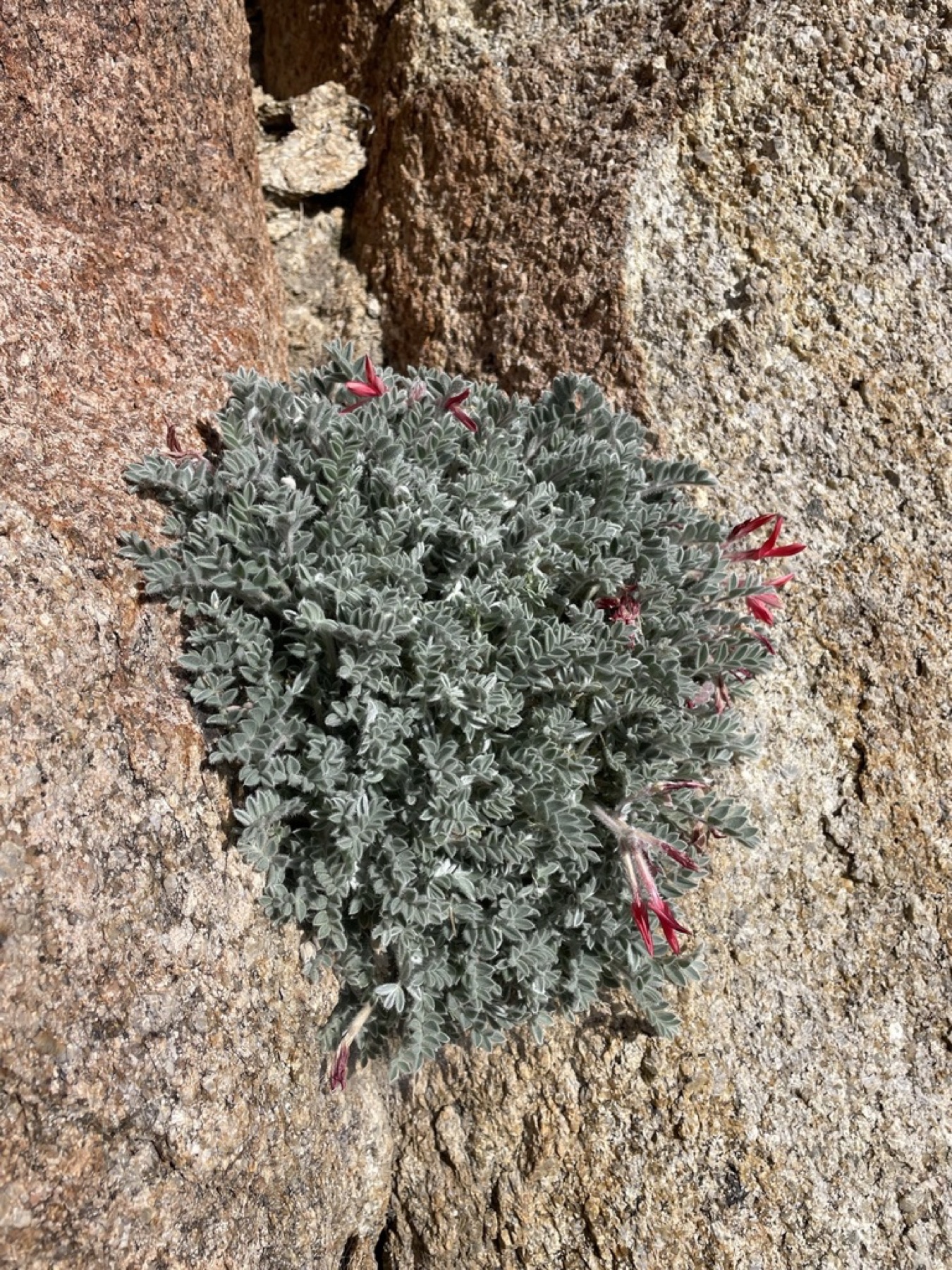 Scarlet Milkvetch — photo 11