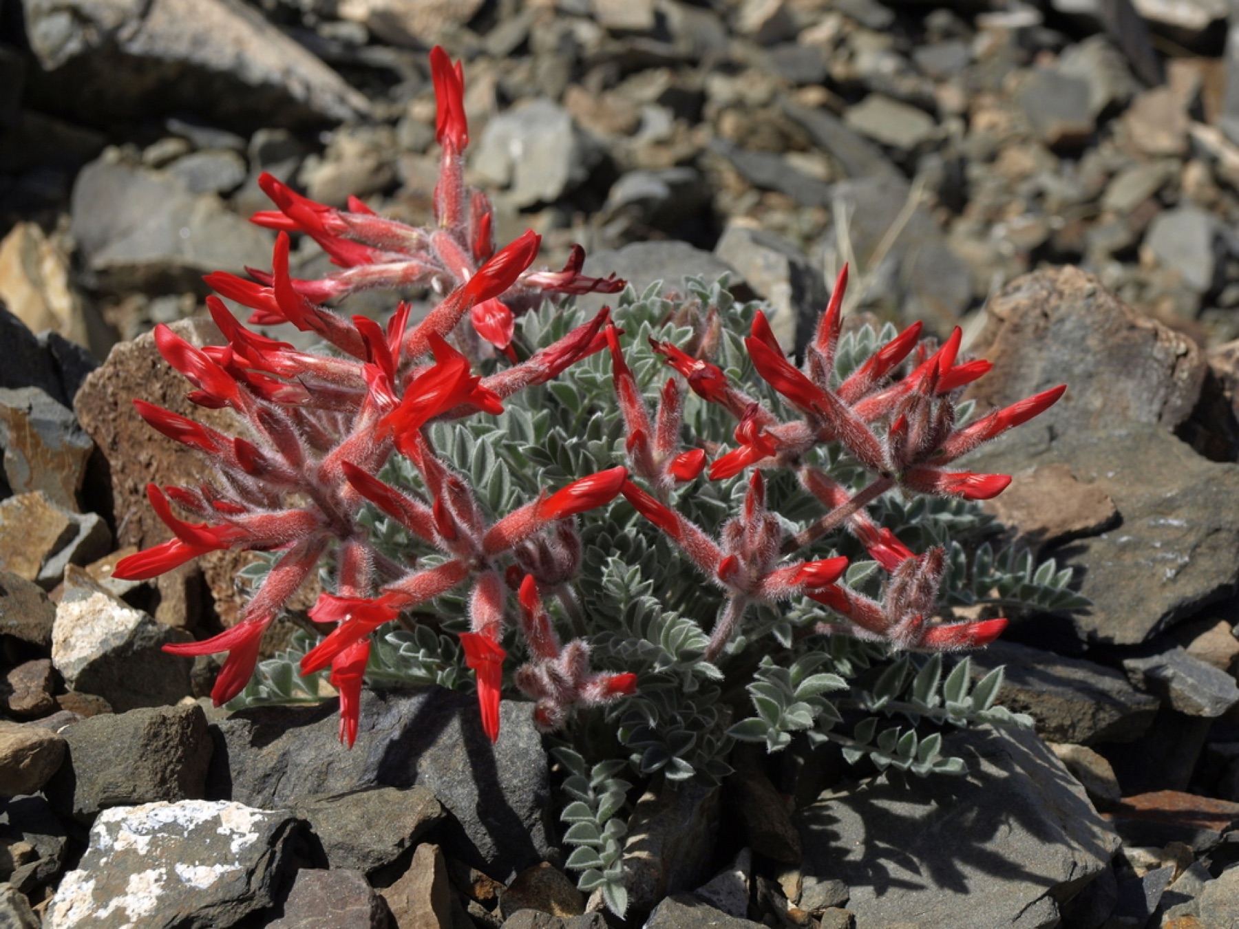 Scarlet Milkvetch — photo 12