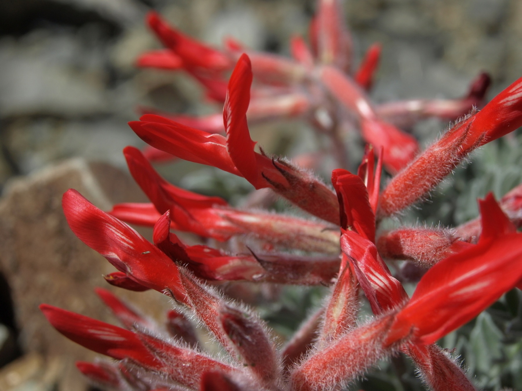 Scarlet Milkvetch — photo 13