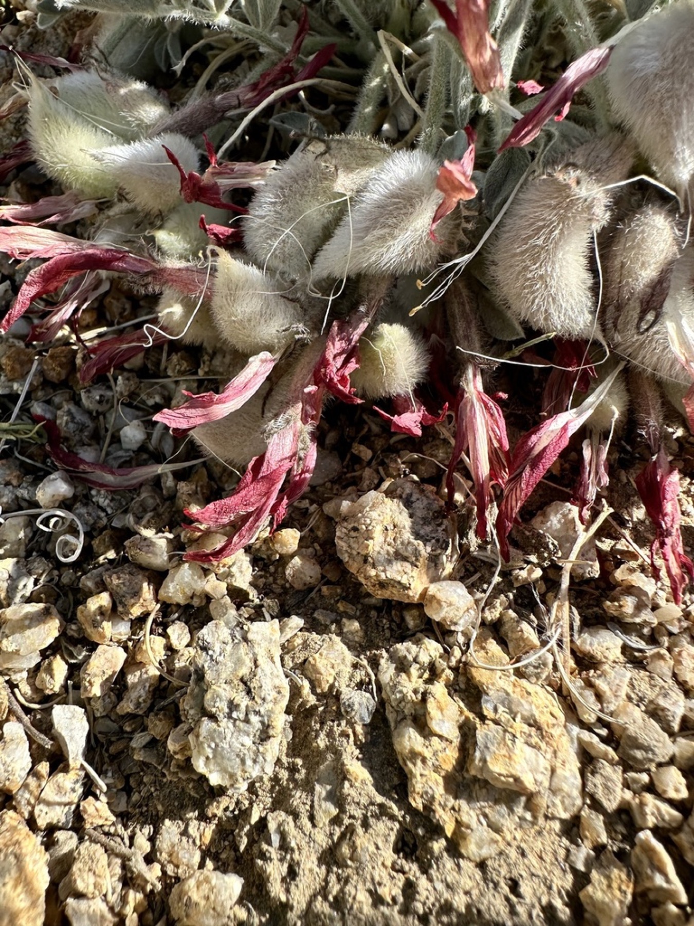 Scarlet Milkvetch — photo 14