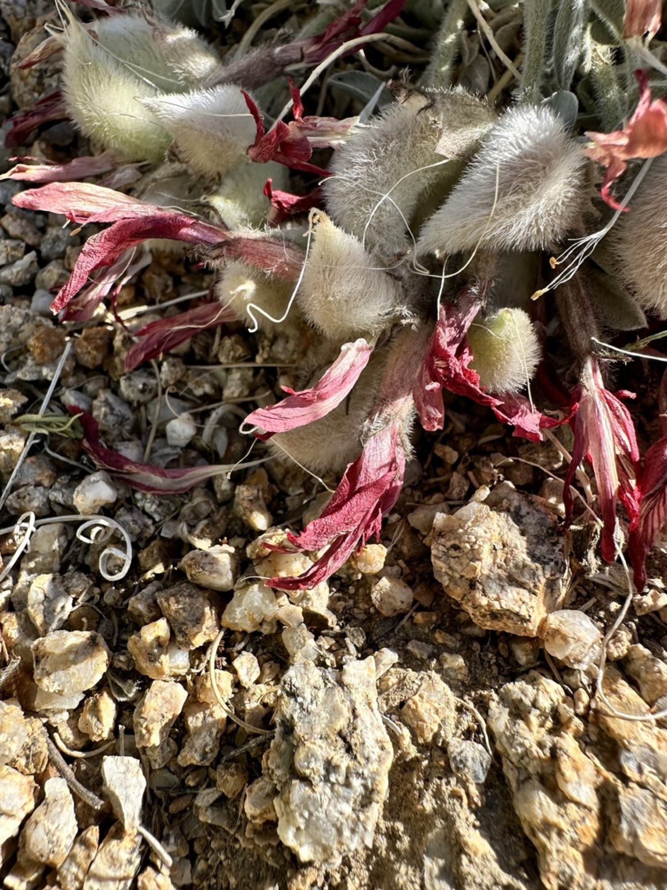 Scarlet Milkvetch — photo 15
