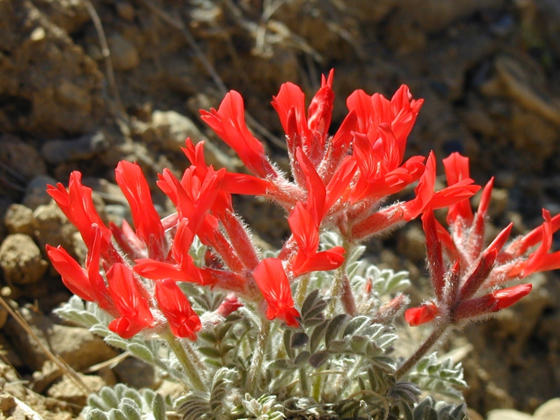 Scarlet Milkvetch — photo 17