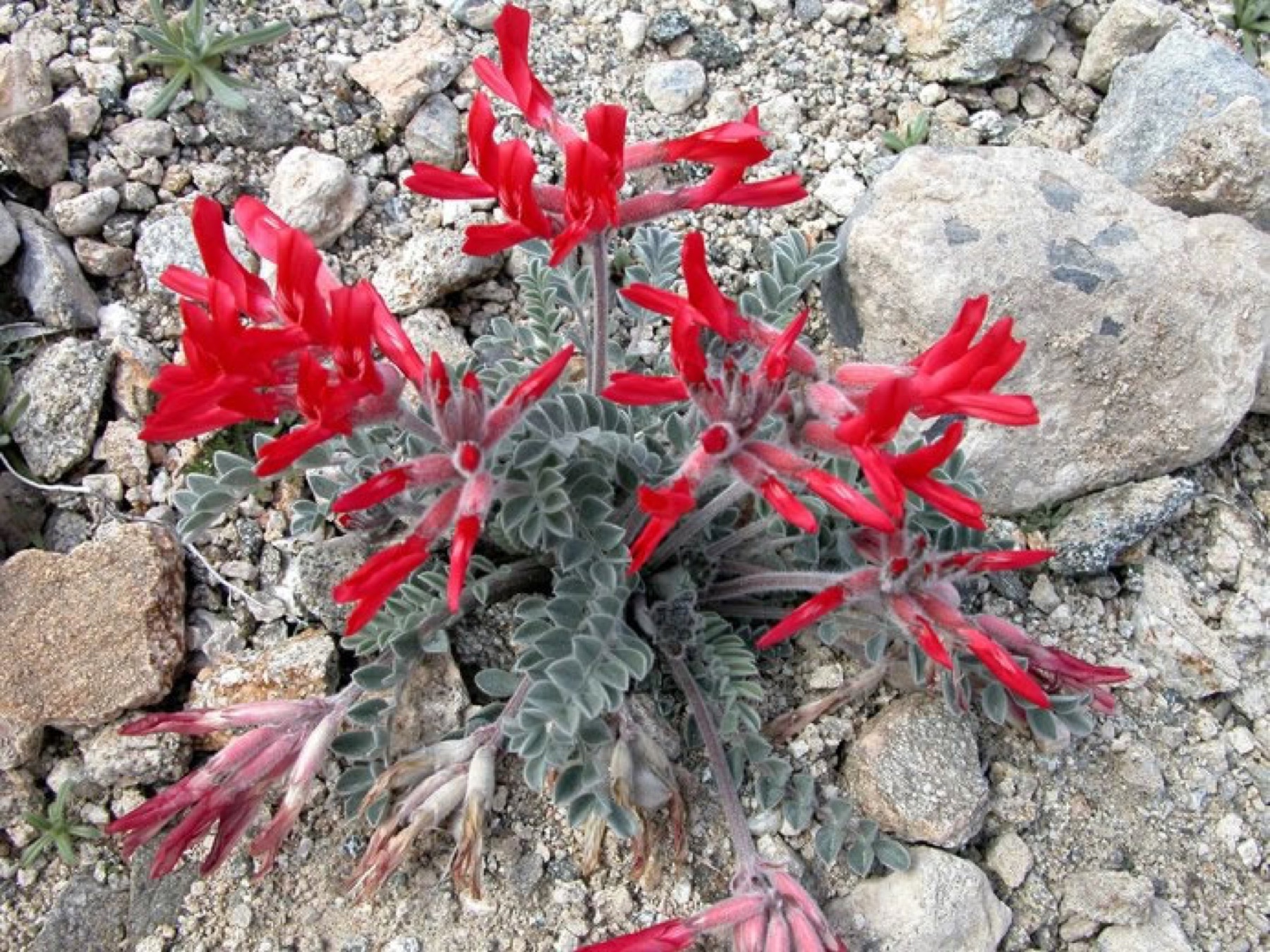 Scarlet Milkvetch — photo 18