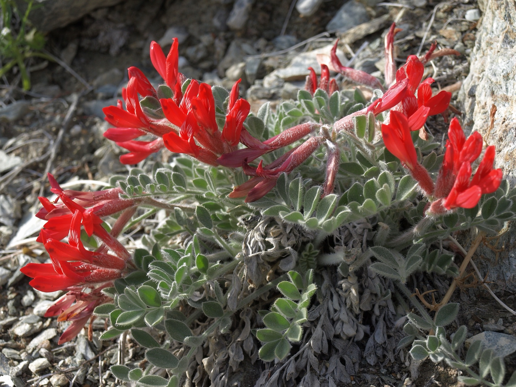 Scarlet Milkvetch — photo 19