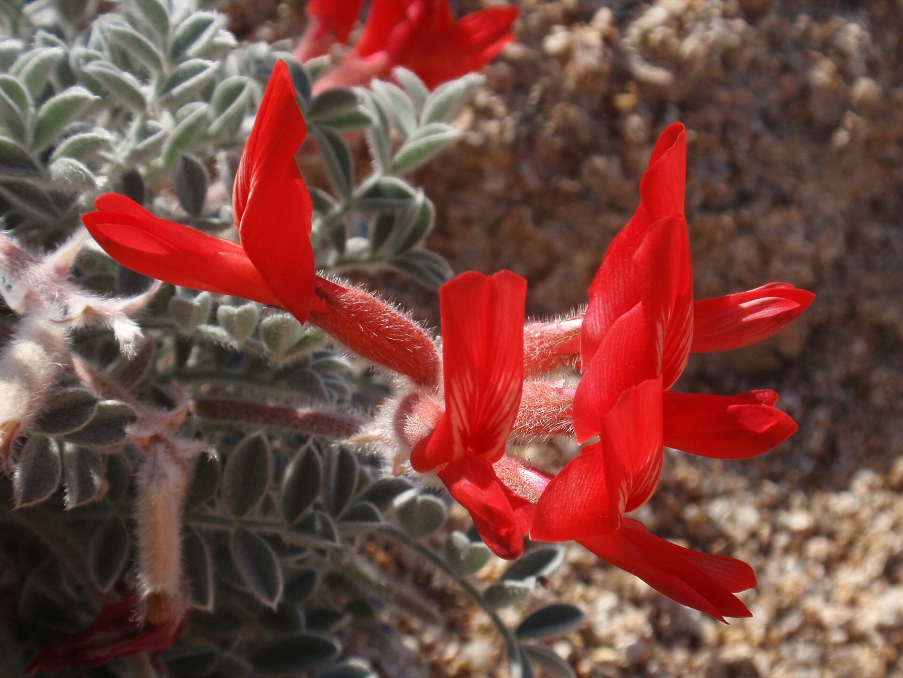 Scarlet Milkvetch — photo 20