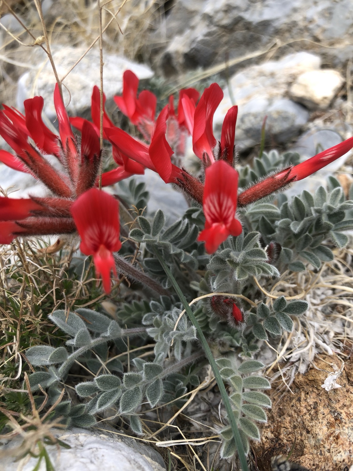 Scarlet Milkvetch — photo 22