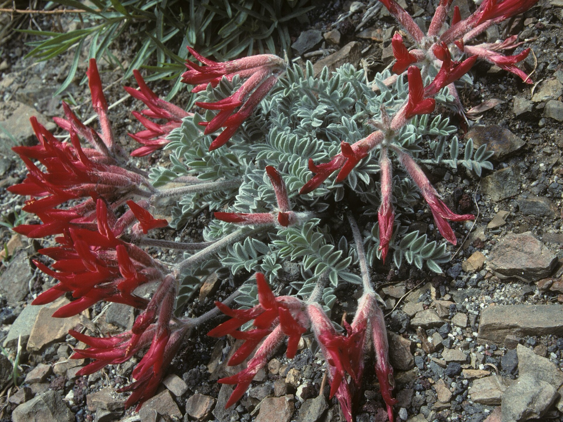 Scarlet Milkvetch