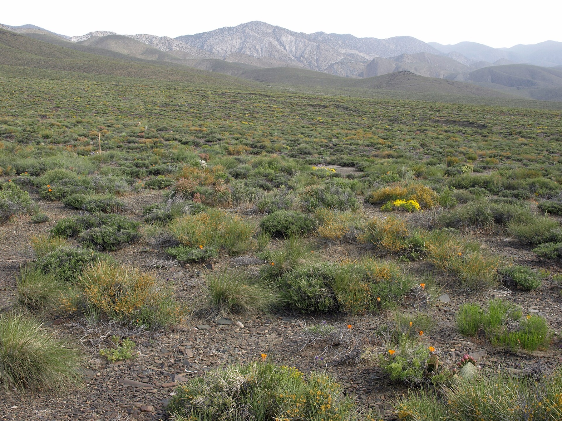 Scarlet Milkvetch — photo 3