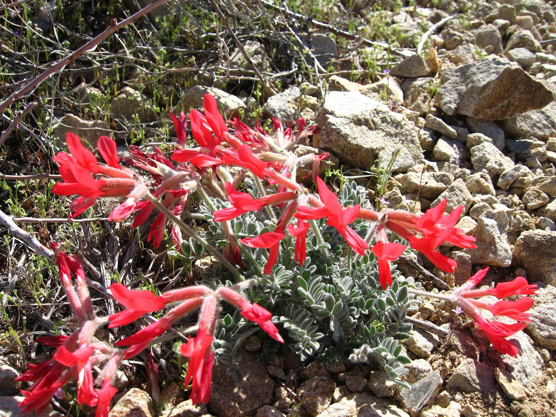 Scarlet Milkvetch — photo 5