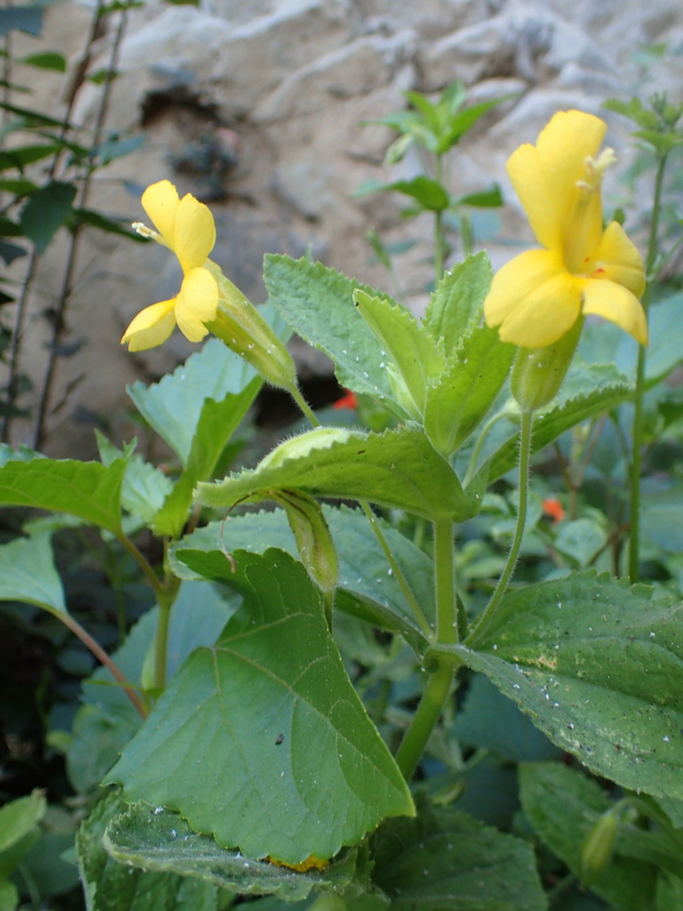 Scarlet Monkeyflower — photo 6