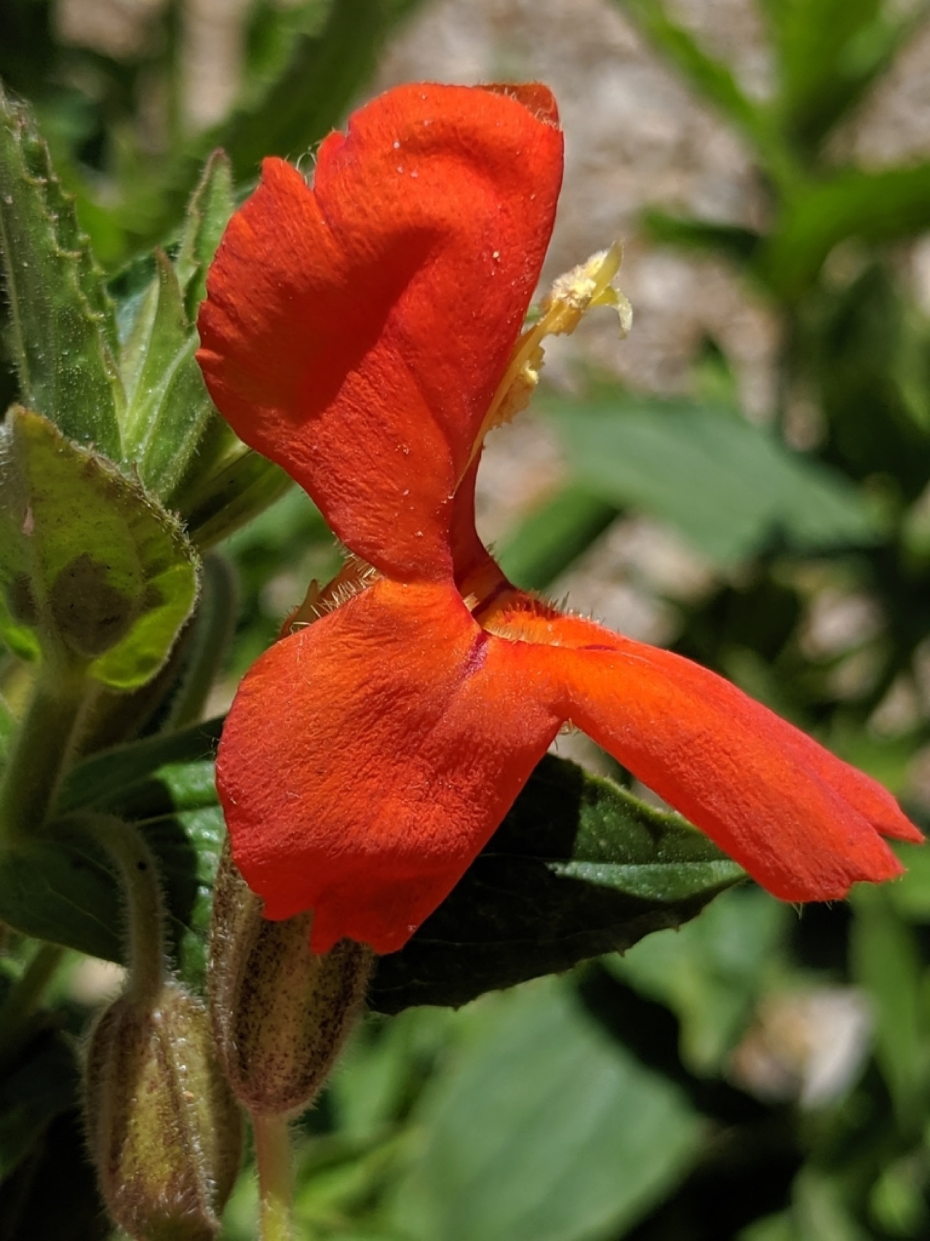 Scarlet Monkeyflower — photo 7
