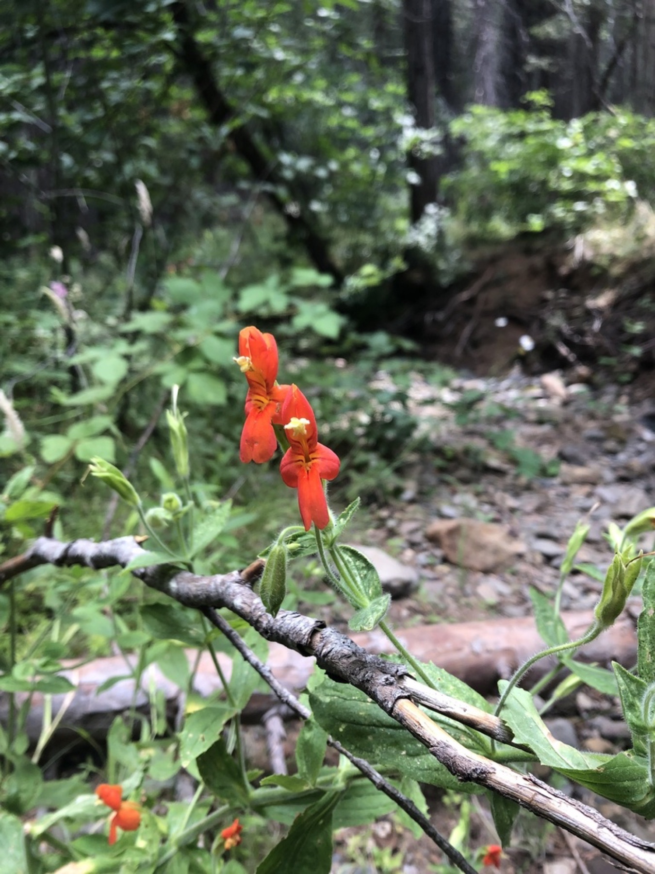 Scarlet Monkeyflower — photo 8