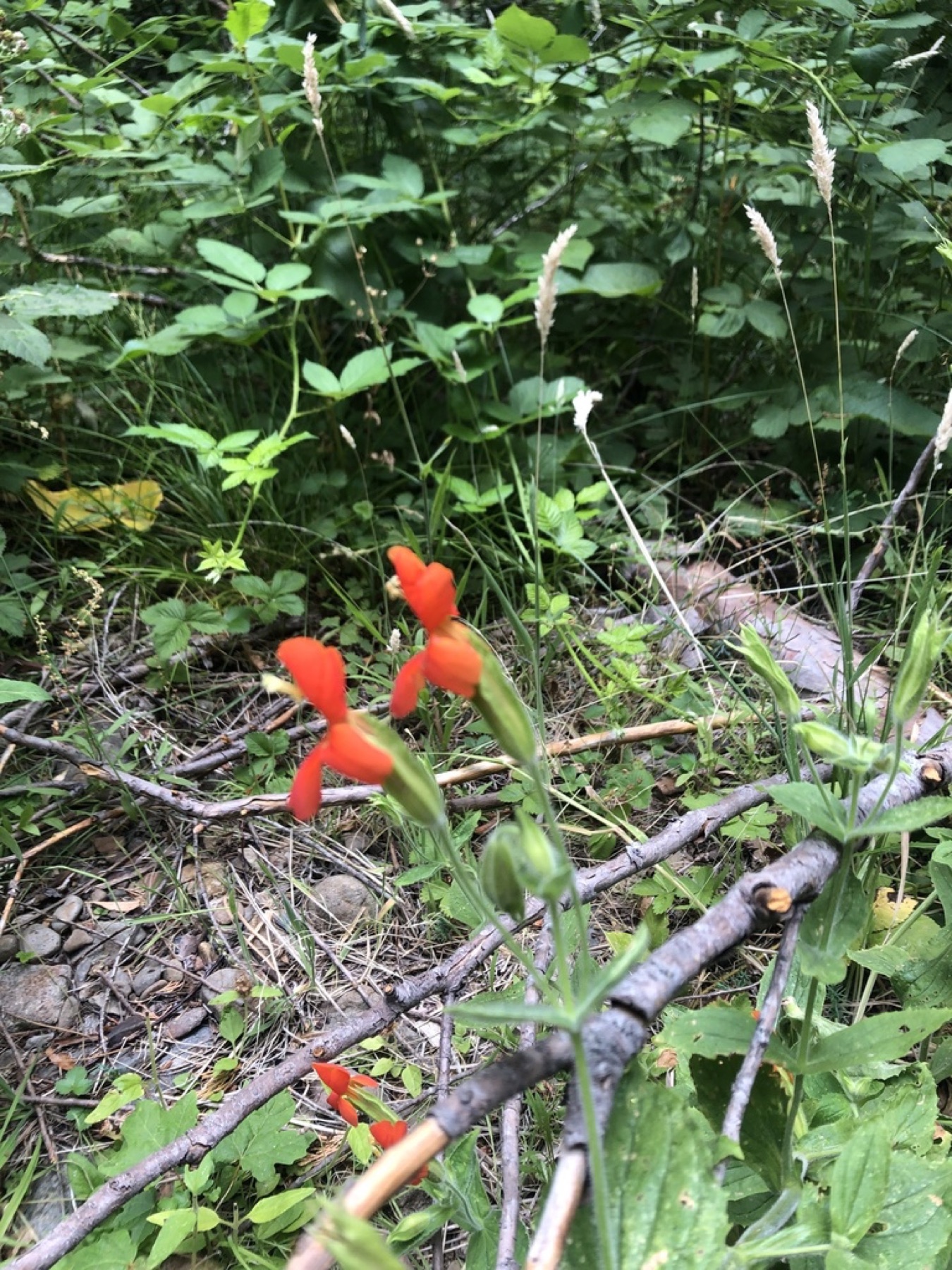 Scarlet Monkeyflower — photo 9