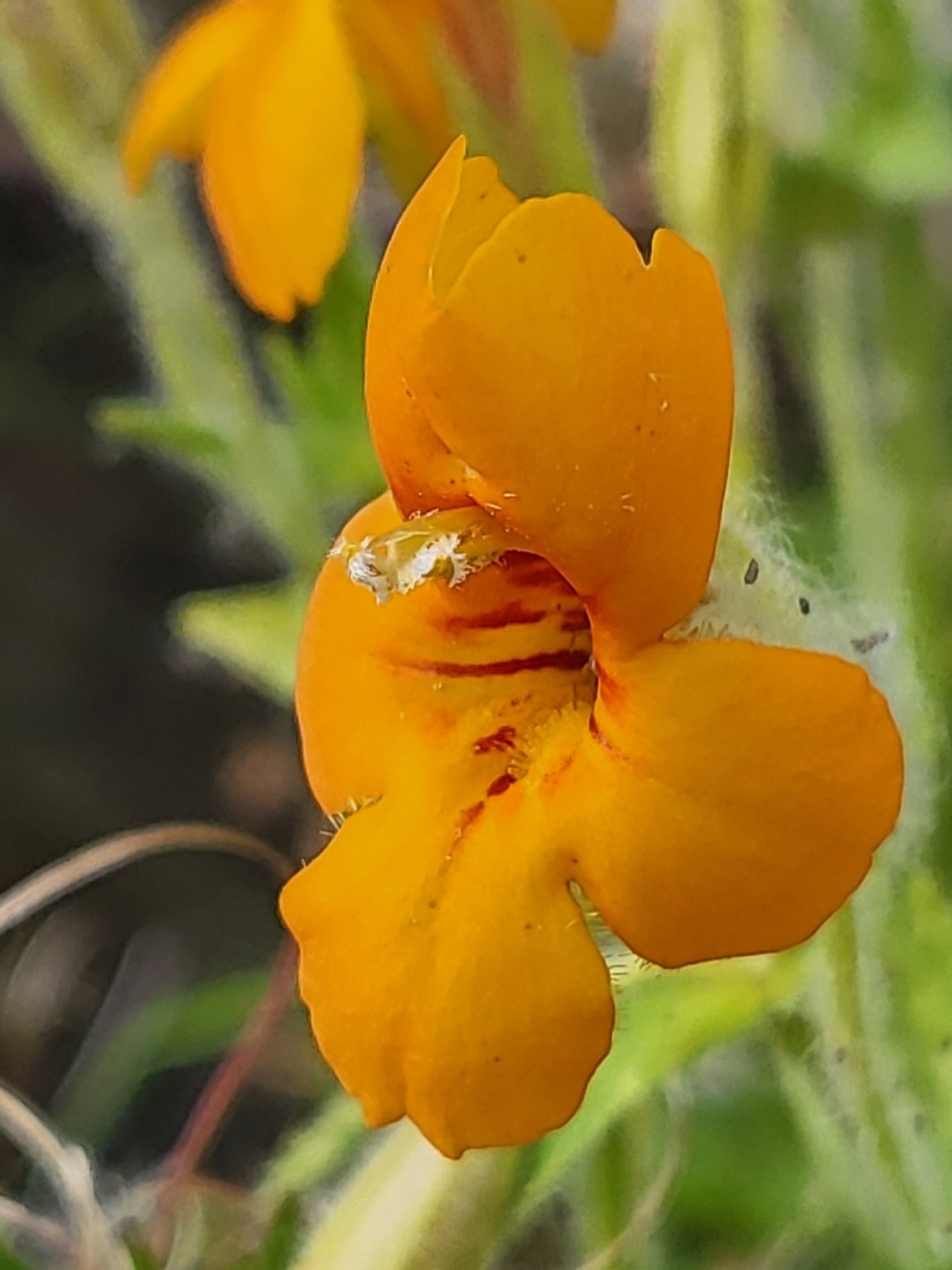 Scarlet Monkeyflower — photo 10