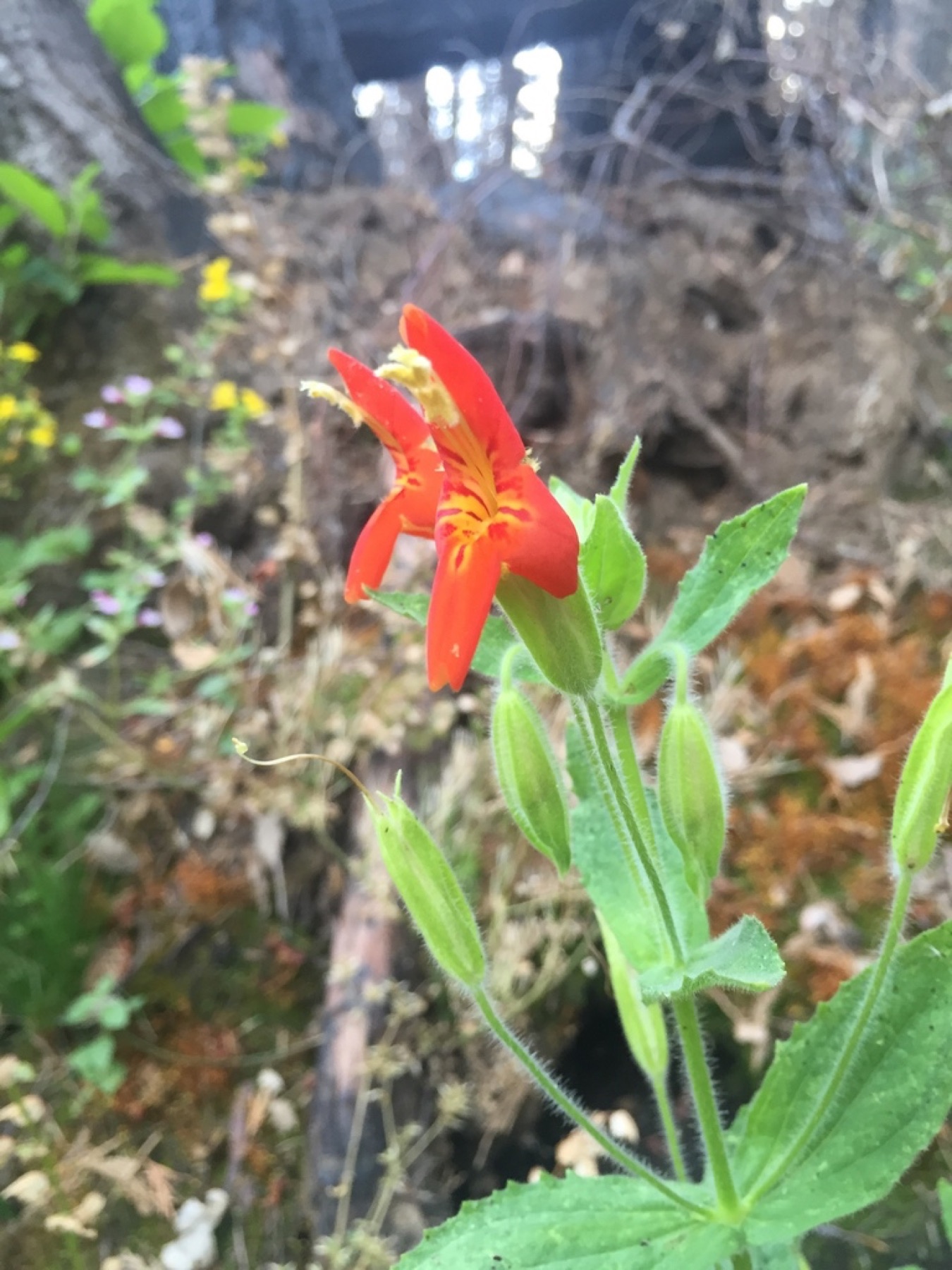 Scarlet Monkeyflower — photo 12