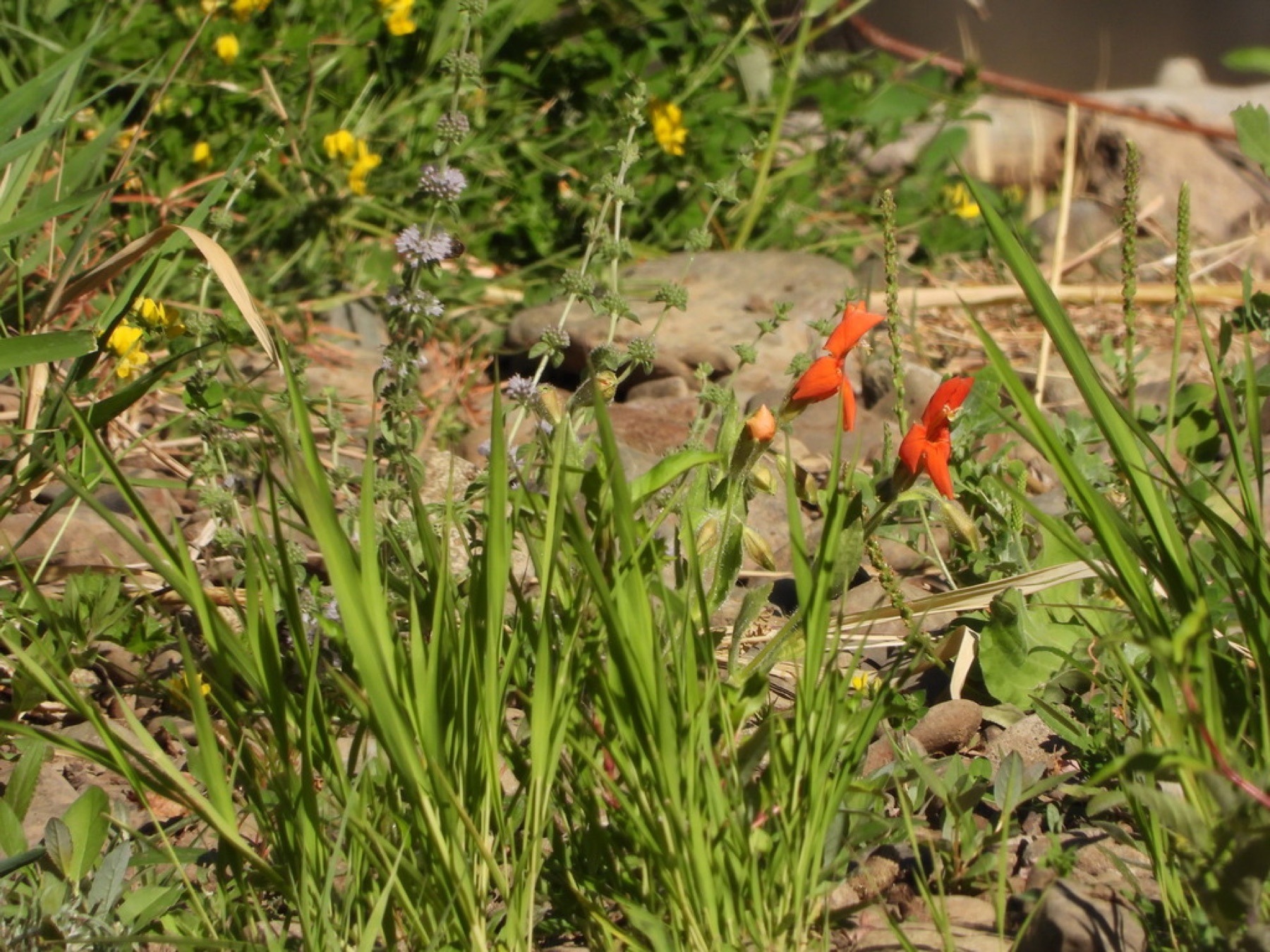 Scarlet Monkeyflower — photo 13