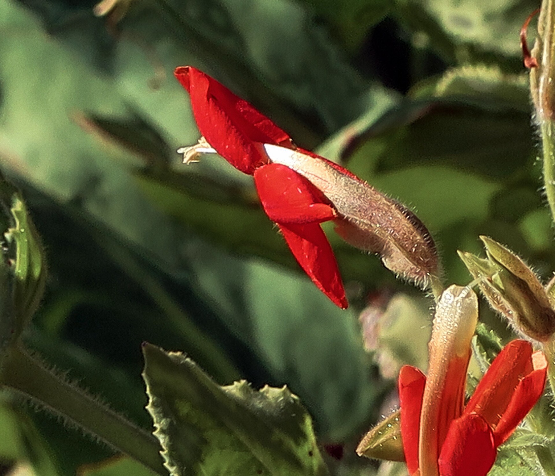 Scarlet Monkeyflower — photo 14